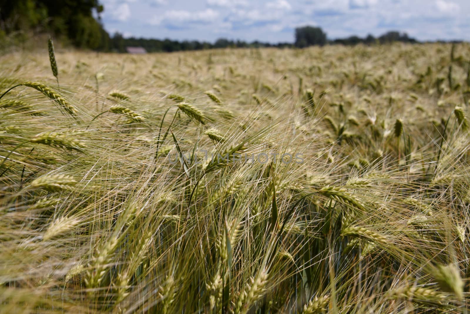 Barley Field by Nikonas