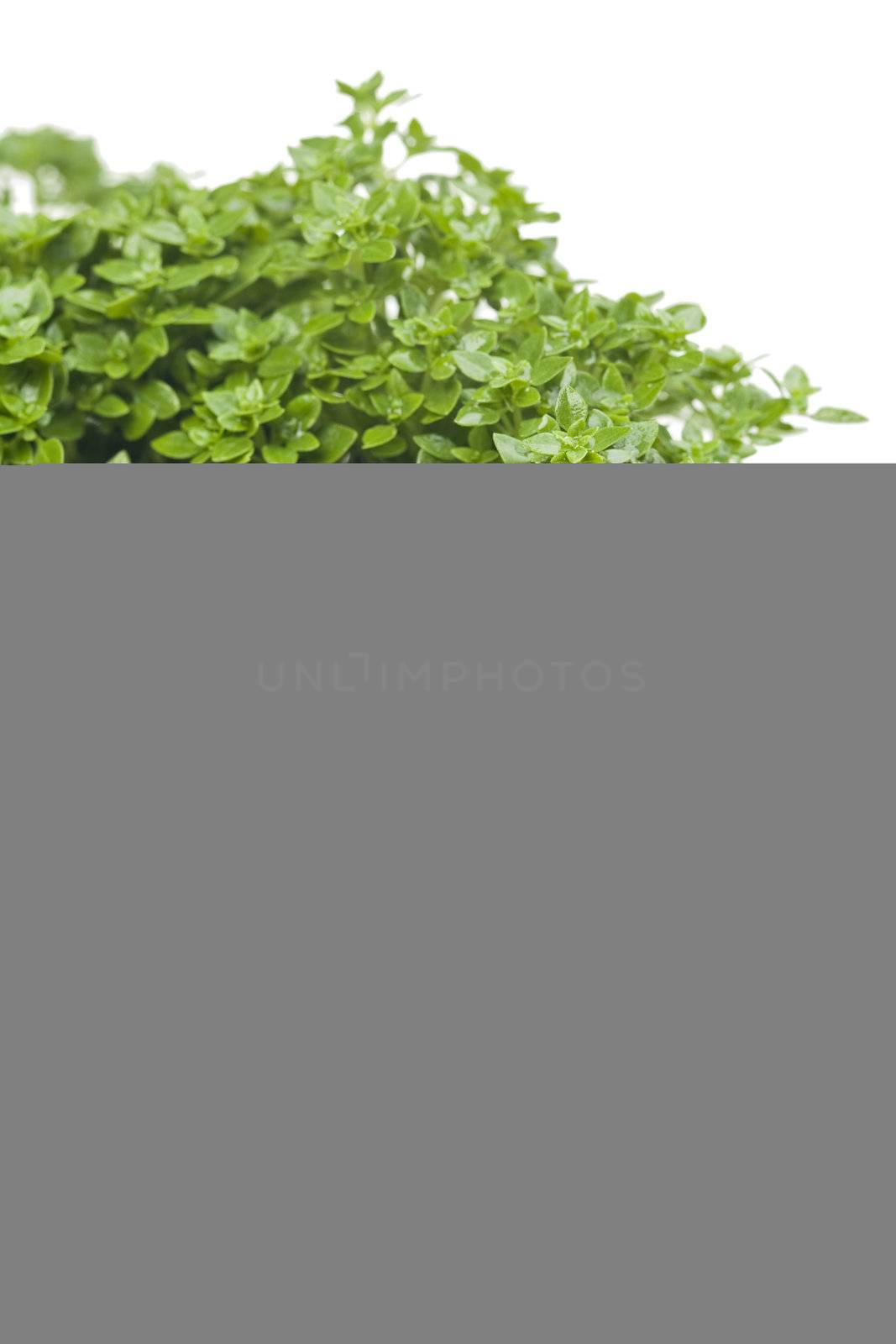 basil plant in a tin pot by bernjuer