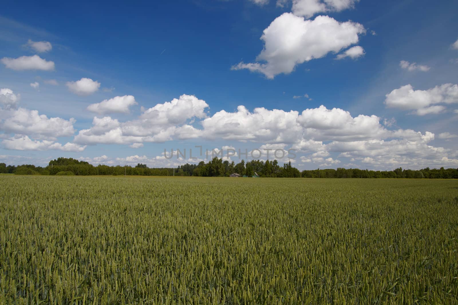 green wheat field, blue sky and clouds