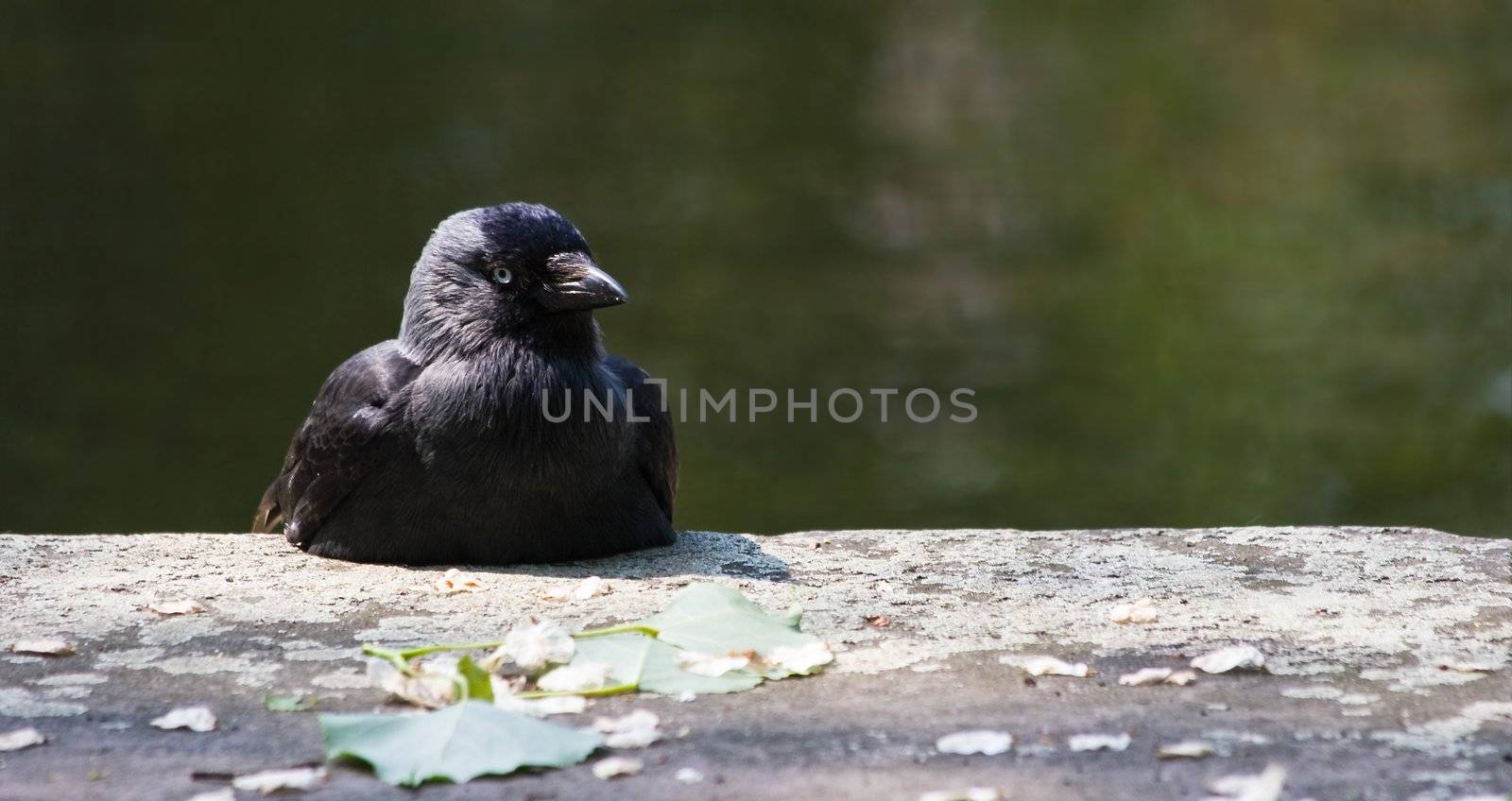 Jackdaw resting in the sun on a stone wall 