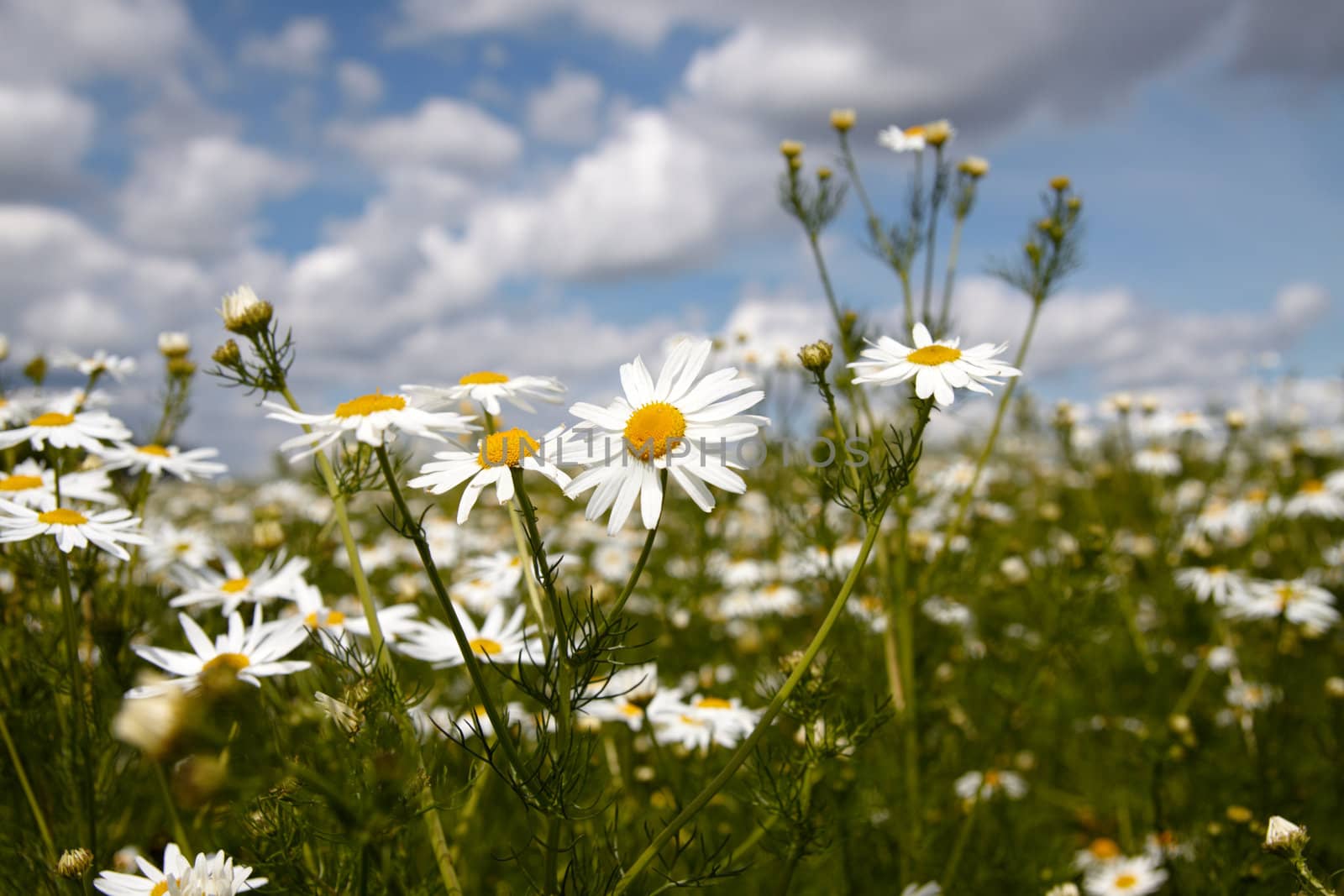 Wild flowers by Nikonas