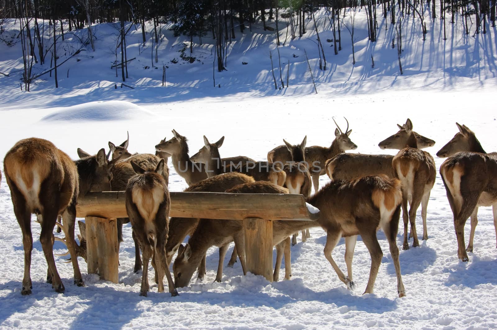 White-tailed deers in winter