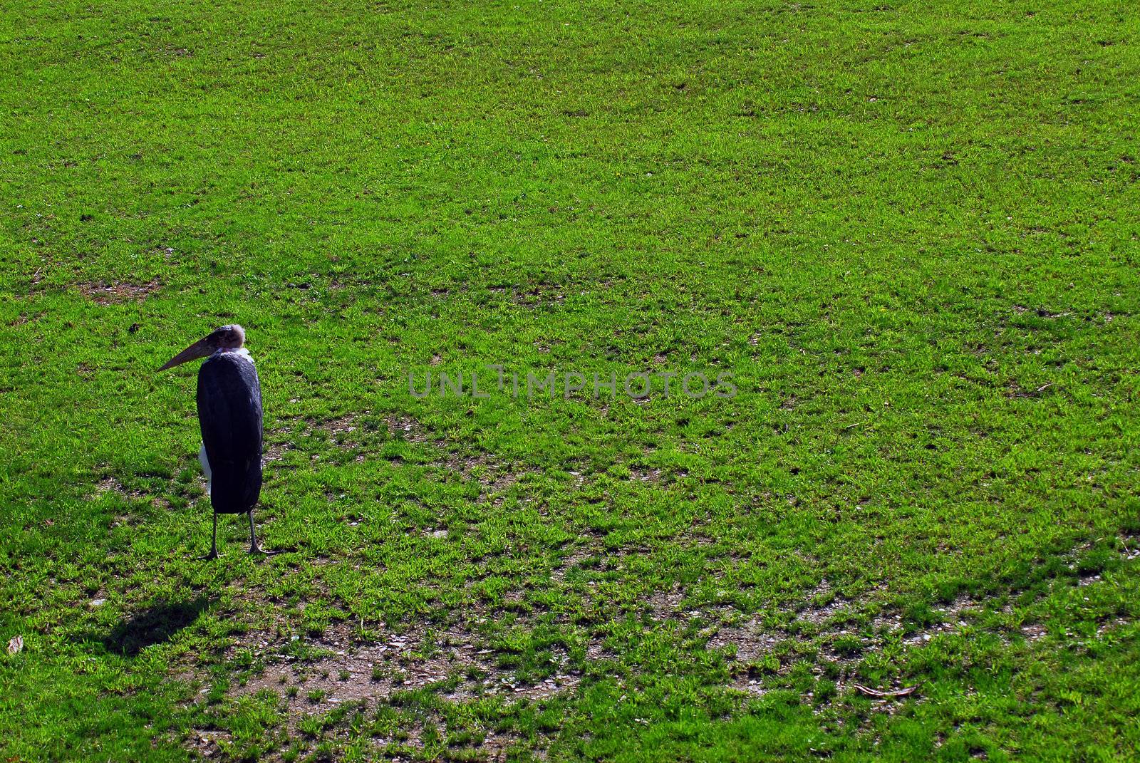 Picture of a Marabou bird walking on a lawn