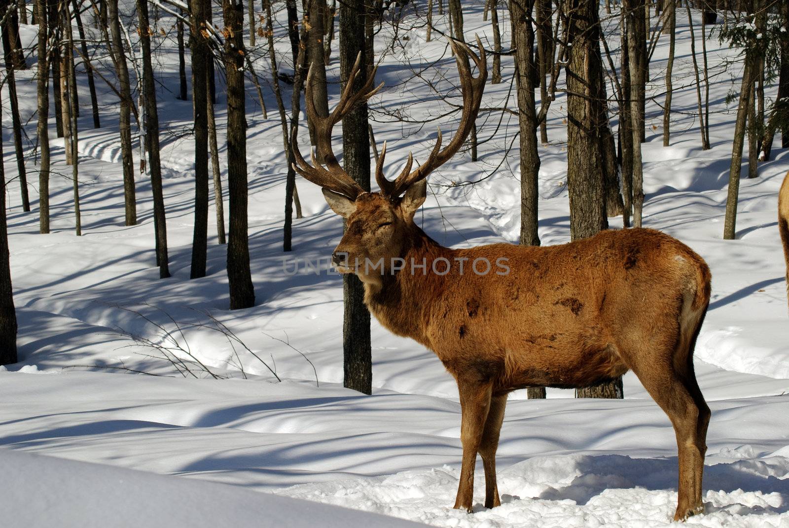 Wild elks in winter