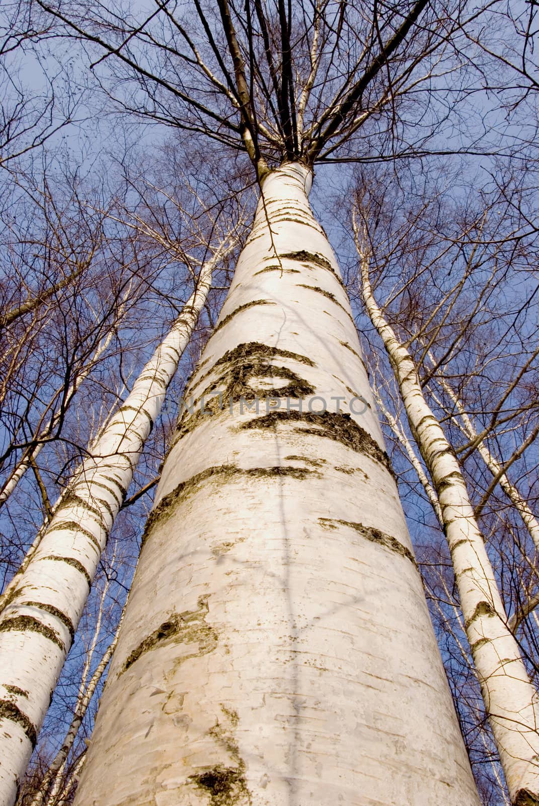 Black and white birch trunks looks like zebra