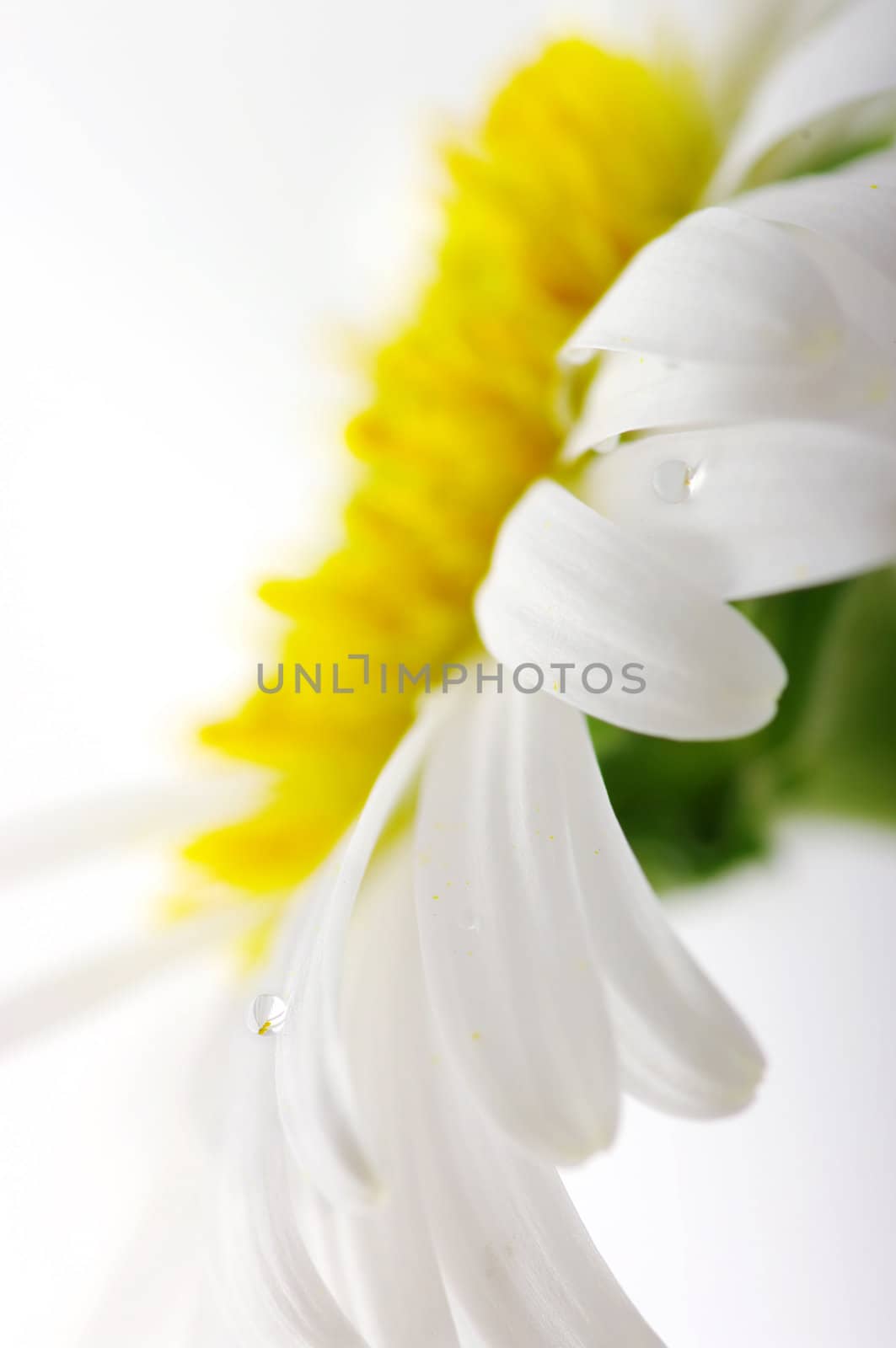 White camomile flower close-up against white background. Focun on the water drop.