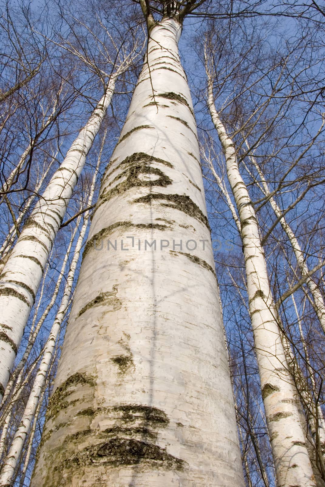 Black and white birch trunks - a wonderful natural rhythm