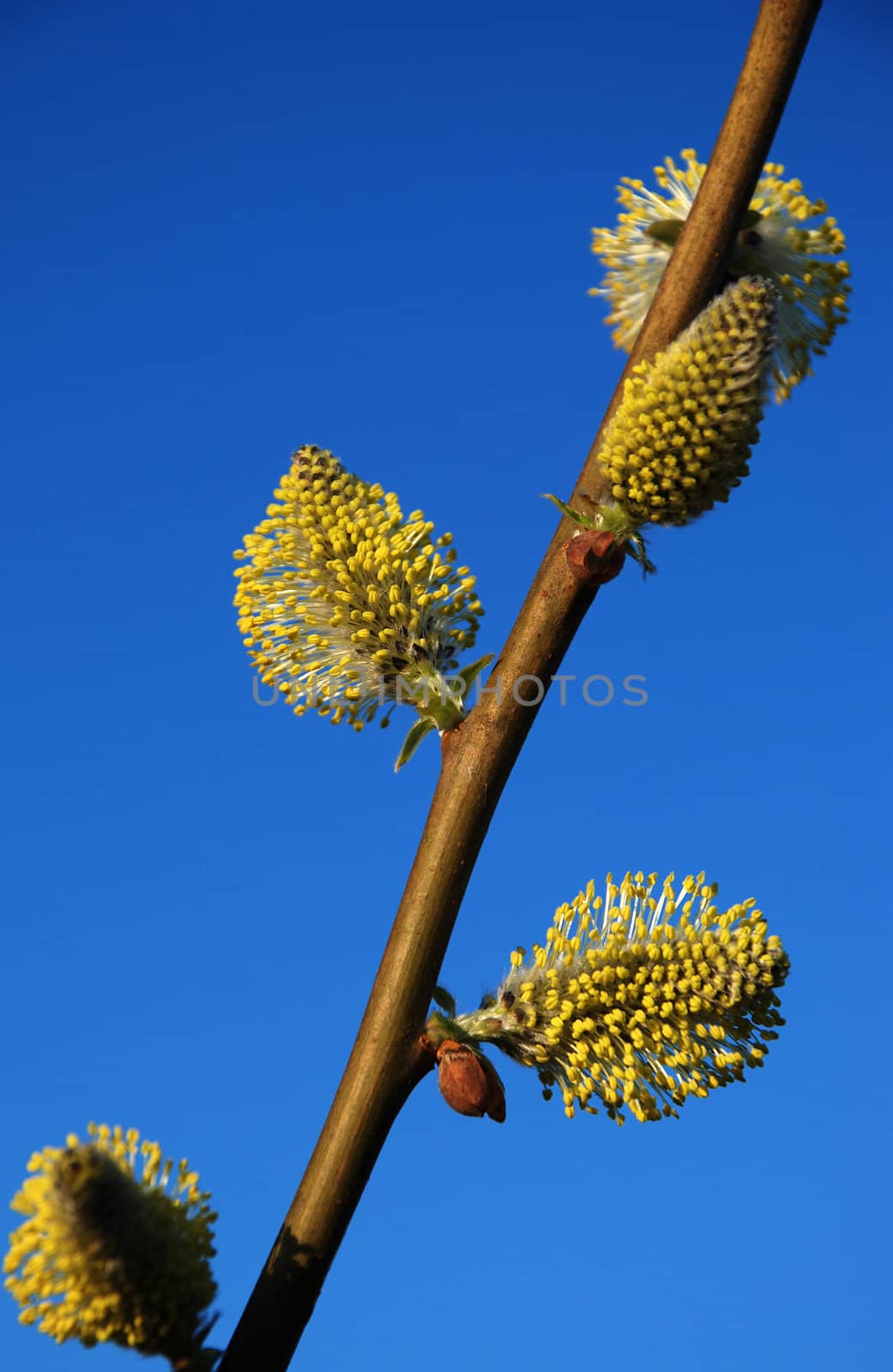 Willow pussy - a gold colored spring flowers on a background of blue sky