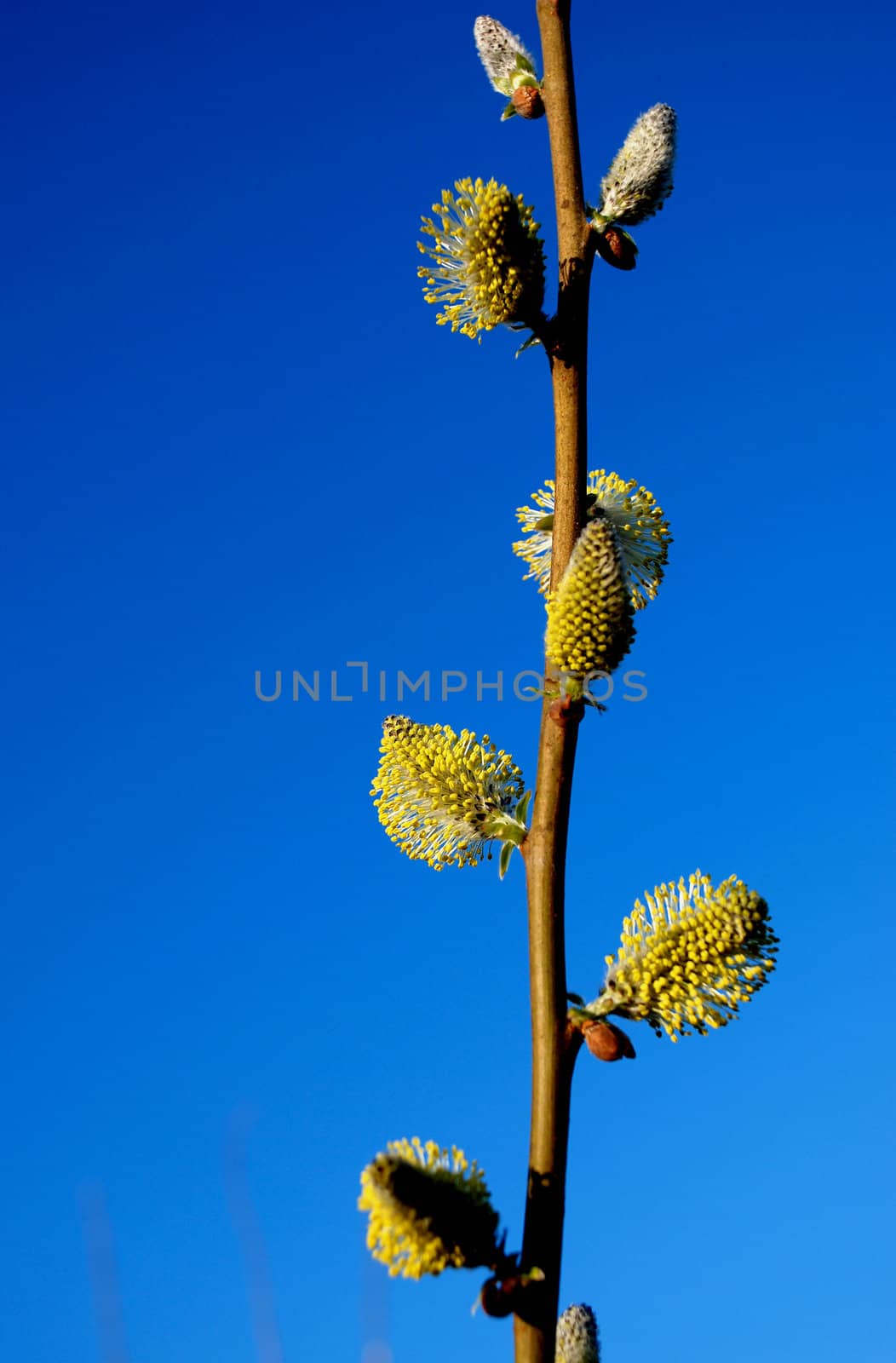 Willow pussy - a gold colored spring flowers on a background of blue sky