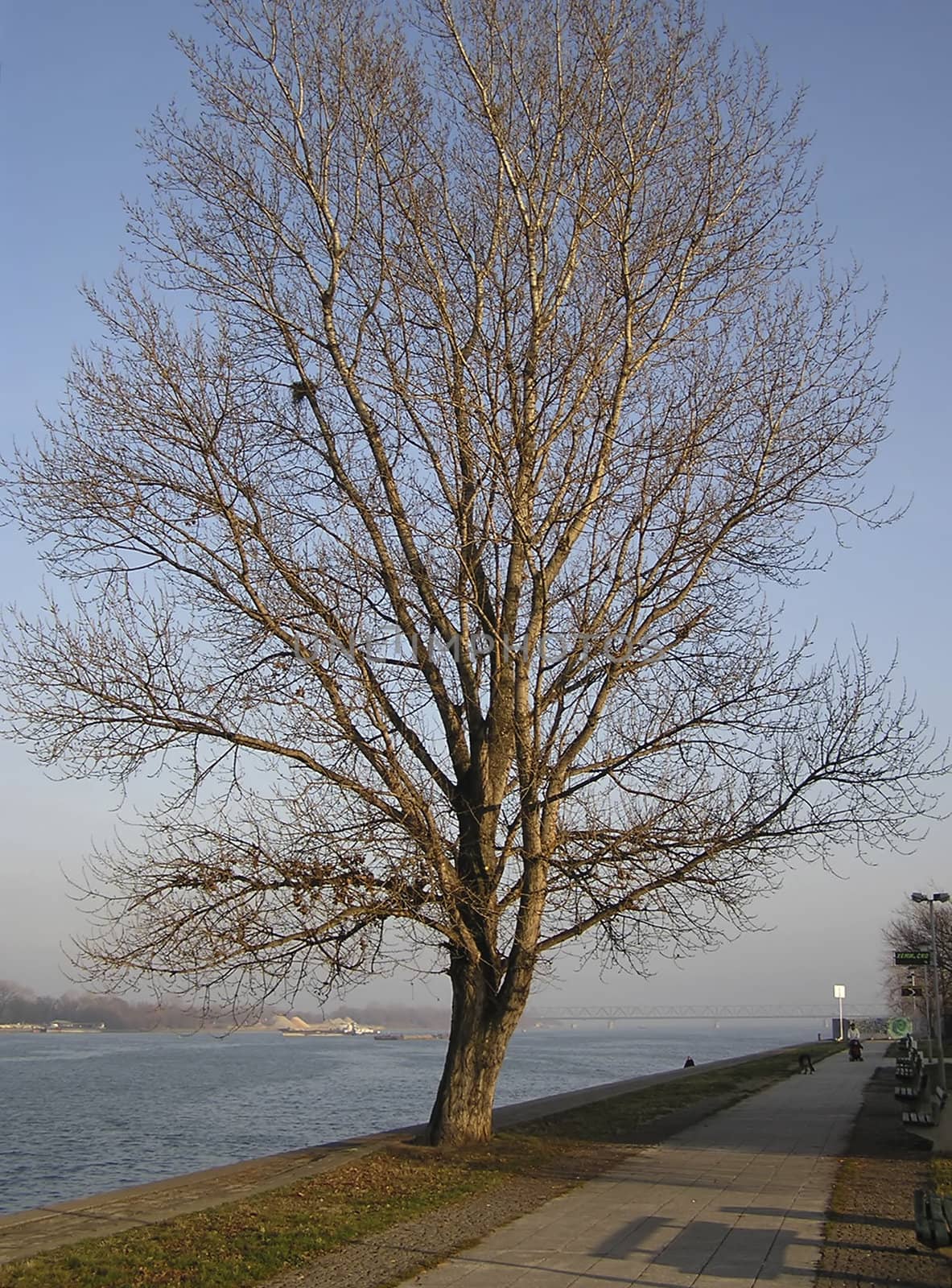 Tree At River Bank by penta