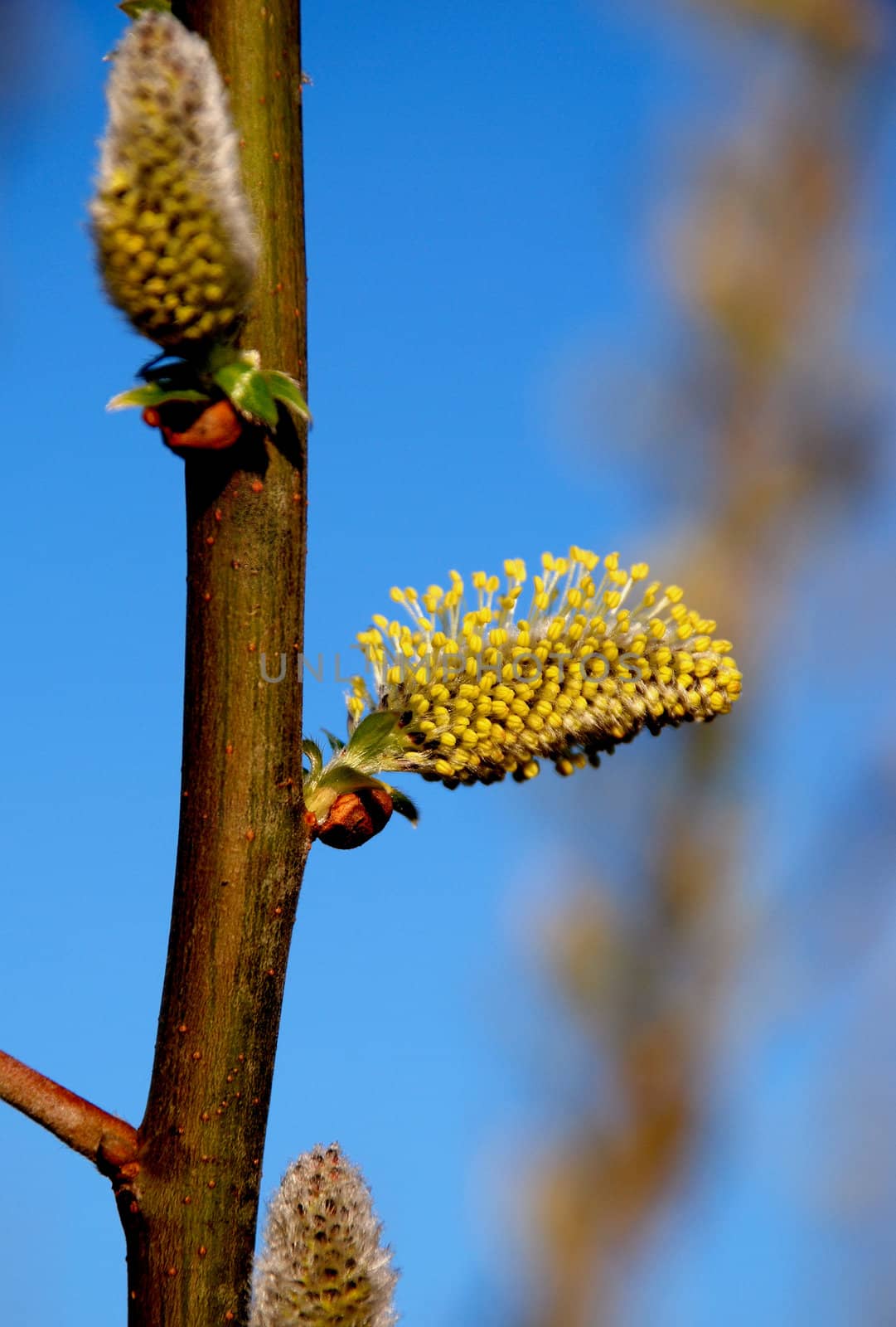 Willow pussy - a gold colored spring flowers on a background of blue sky
