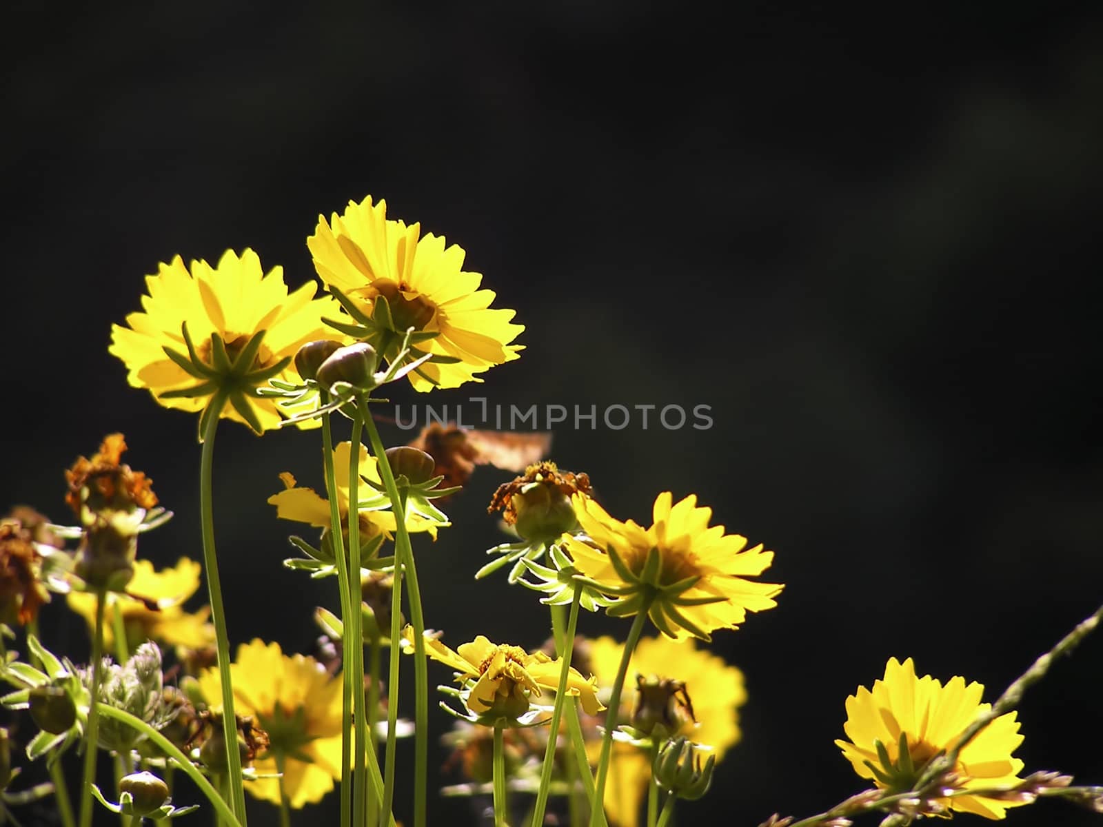 A few yellow flowers with green pettels against dark background.