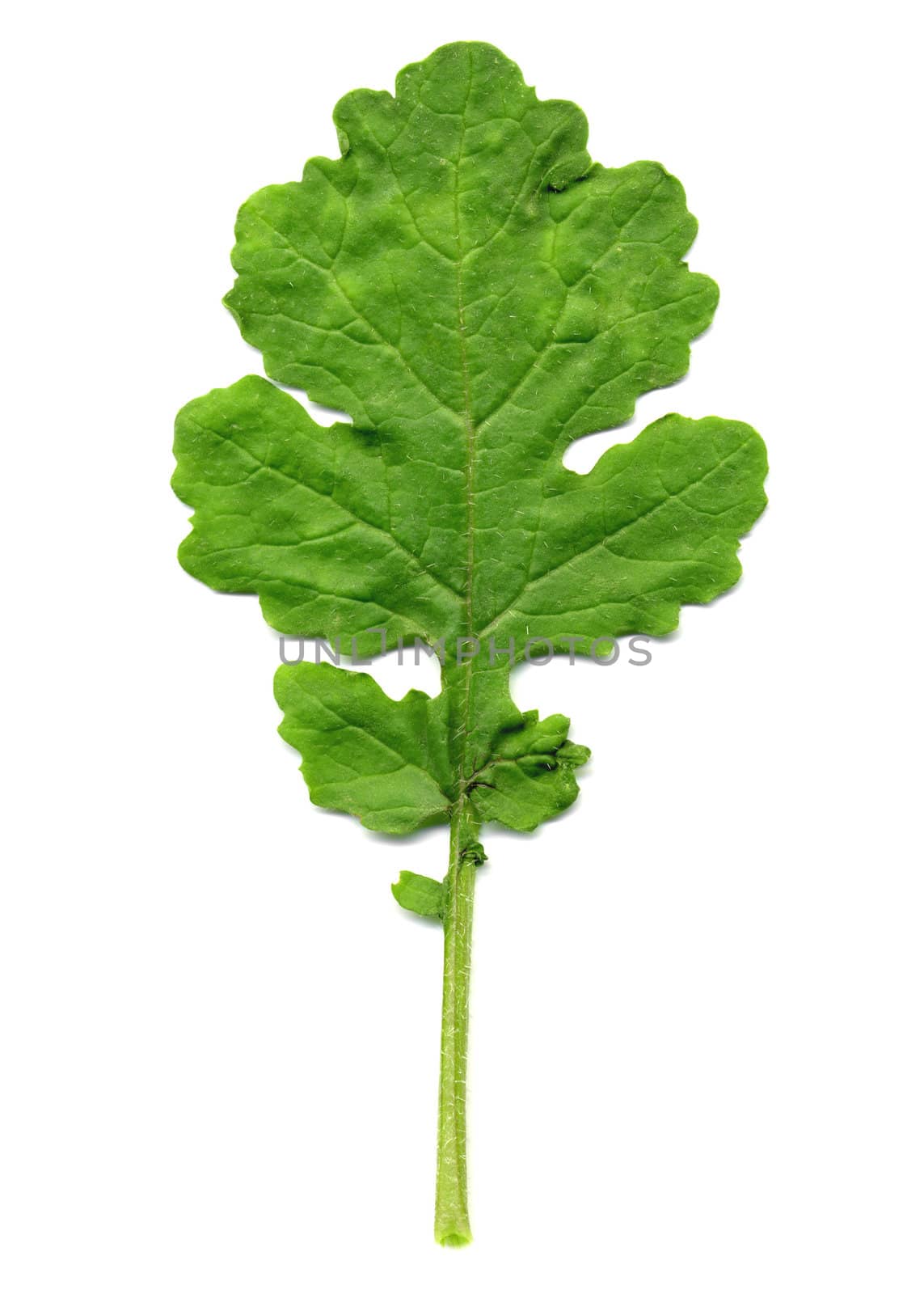 Edible leaf of Mustard plant isolated over white background