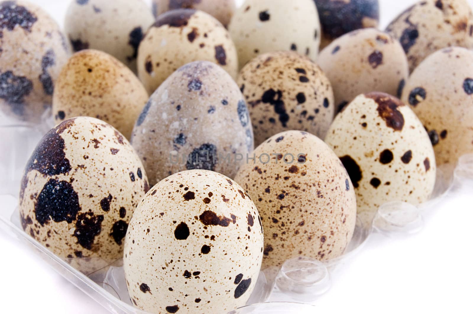 Quail eggs raw in tray over light back