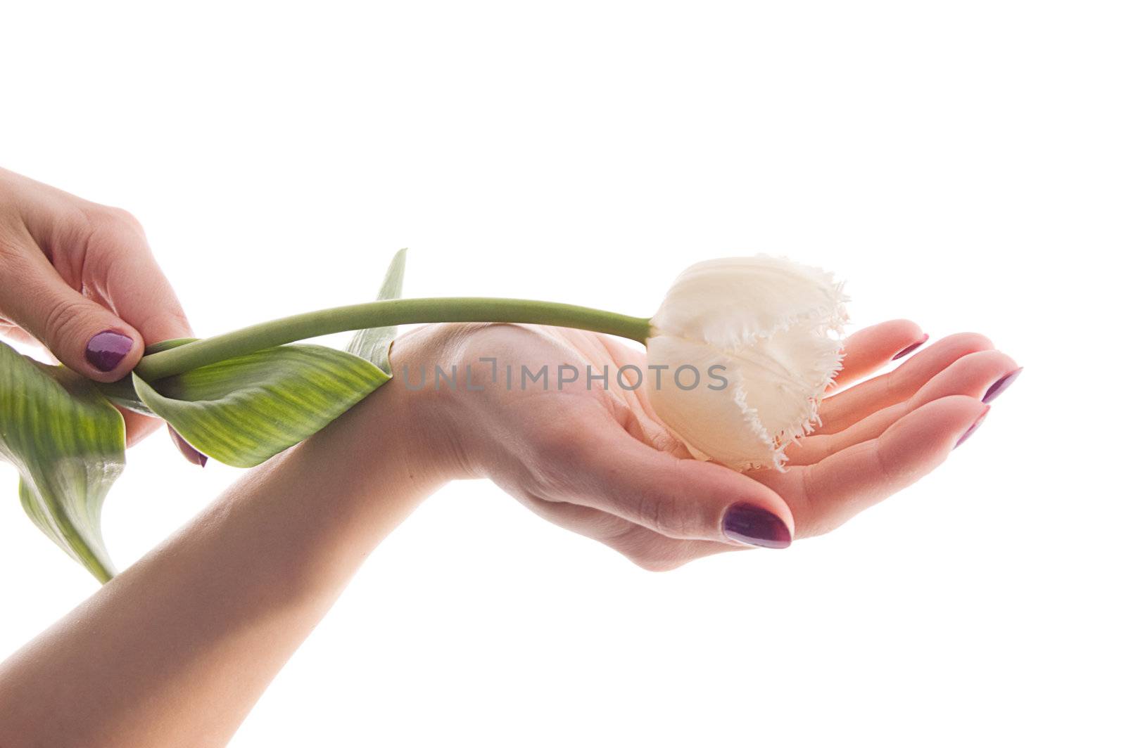 Hands with manicure holding tulip by Angel_a