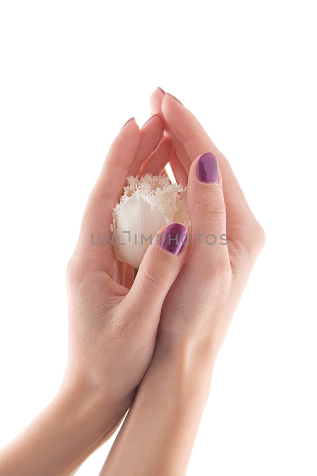 Woman hands with manicure holding tulip on white