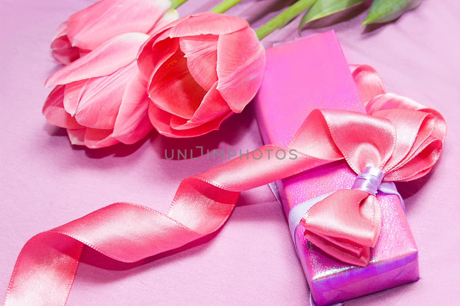 Tulips and gift box with ribbon on pink