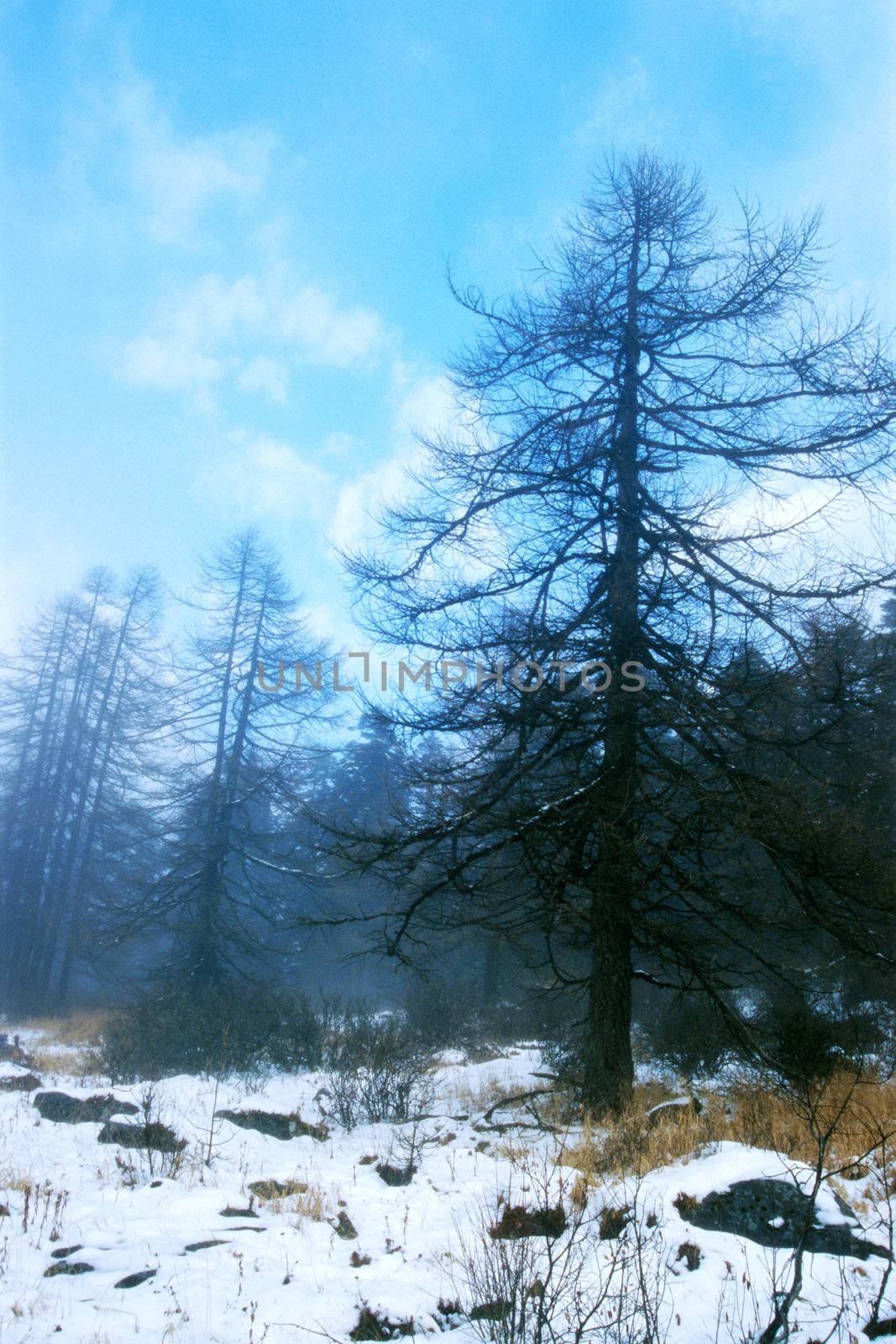 Landscape pine forests with snow in winter 