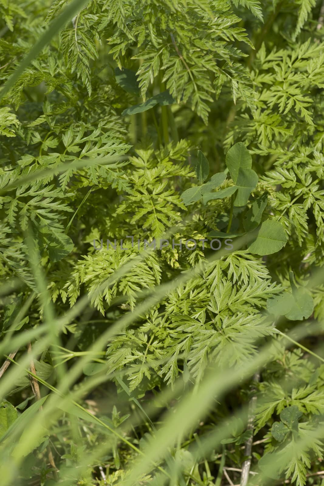 Green grass close up background