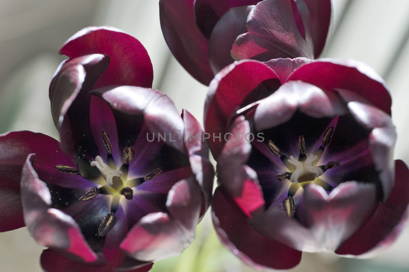 Dark tulips with pistils and stamens close up