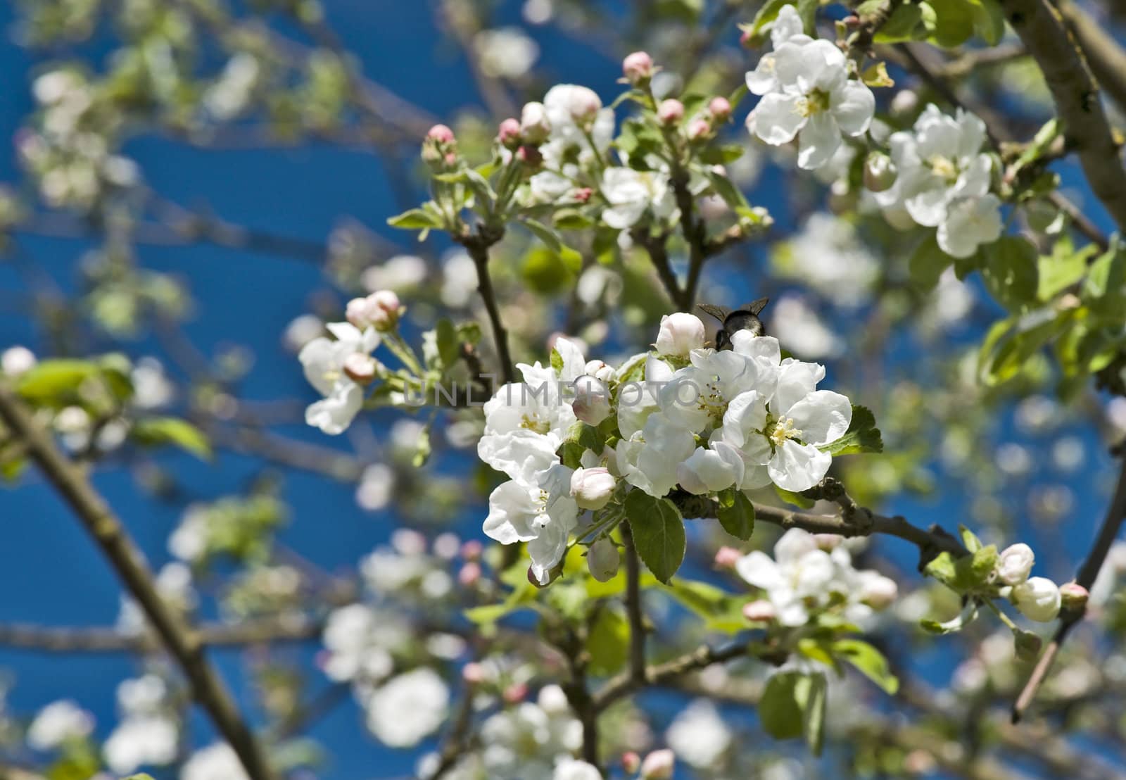 Blossoming apple tree branch by mulden