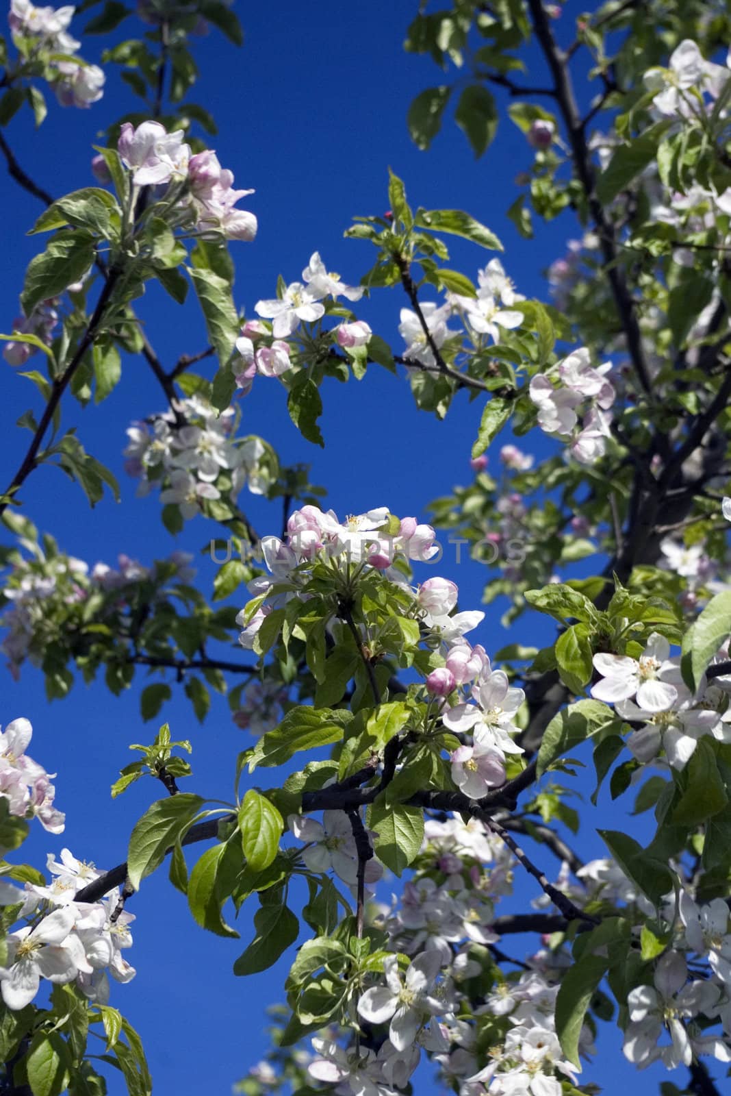Blooming Apple Tree in Spring by jol66