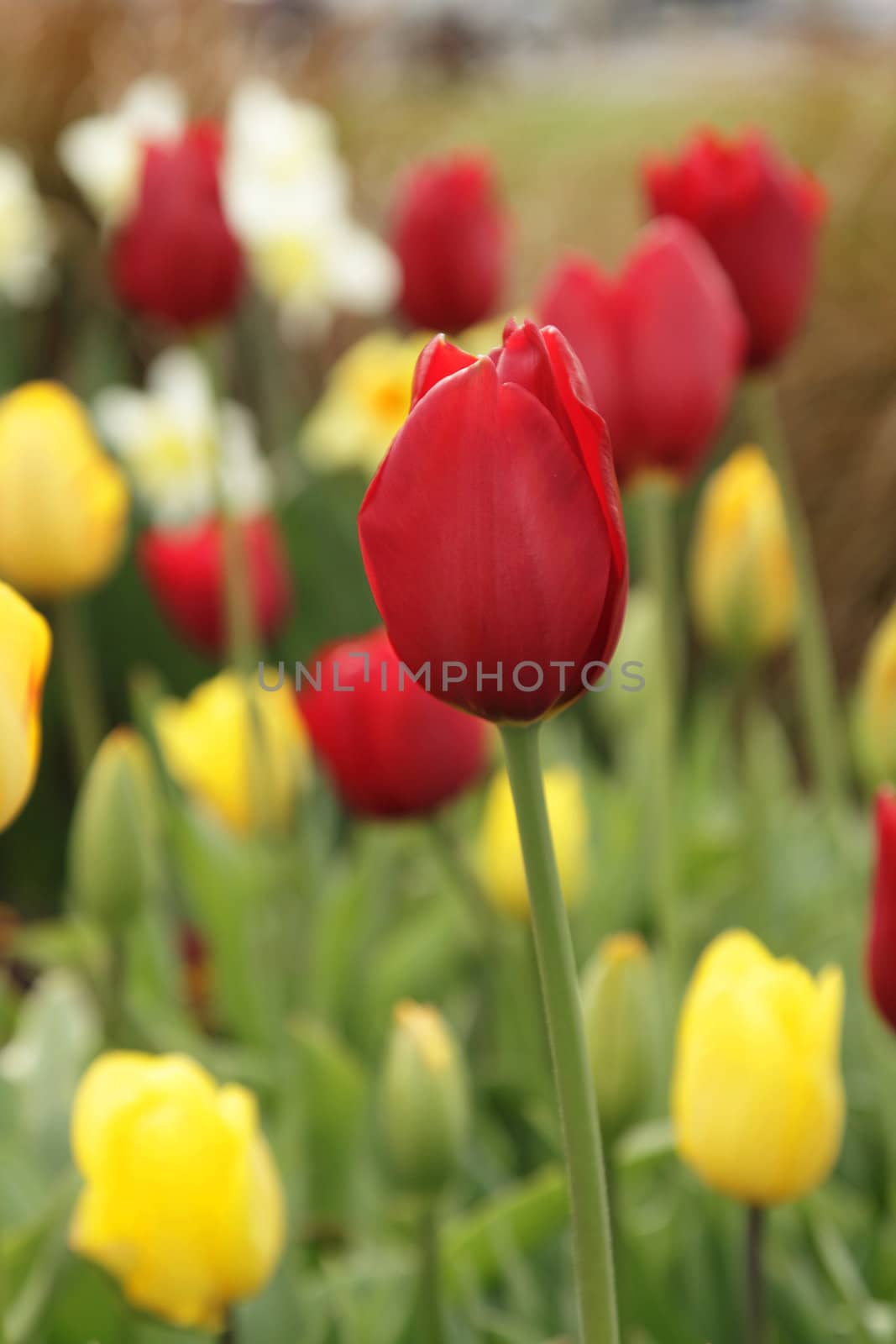 Red tulip in the garden among other flowers