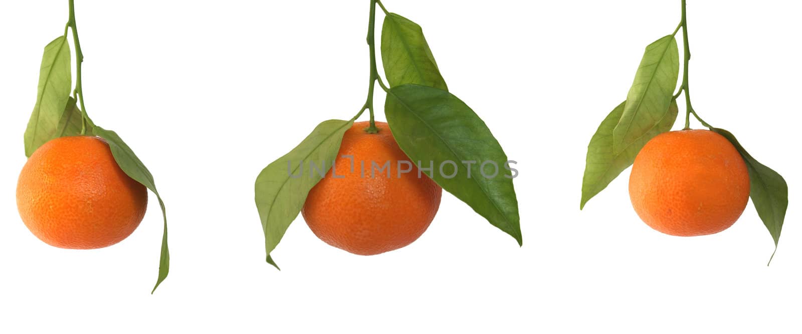 Tangerine fruit with leaves isolated over white