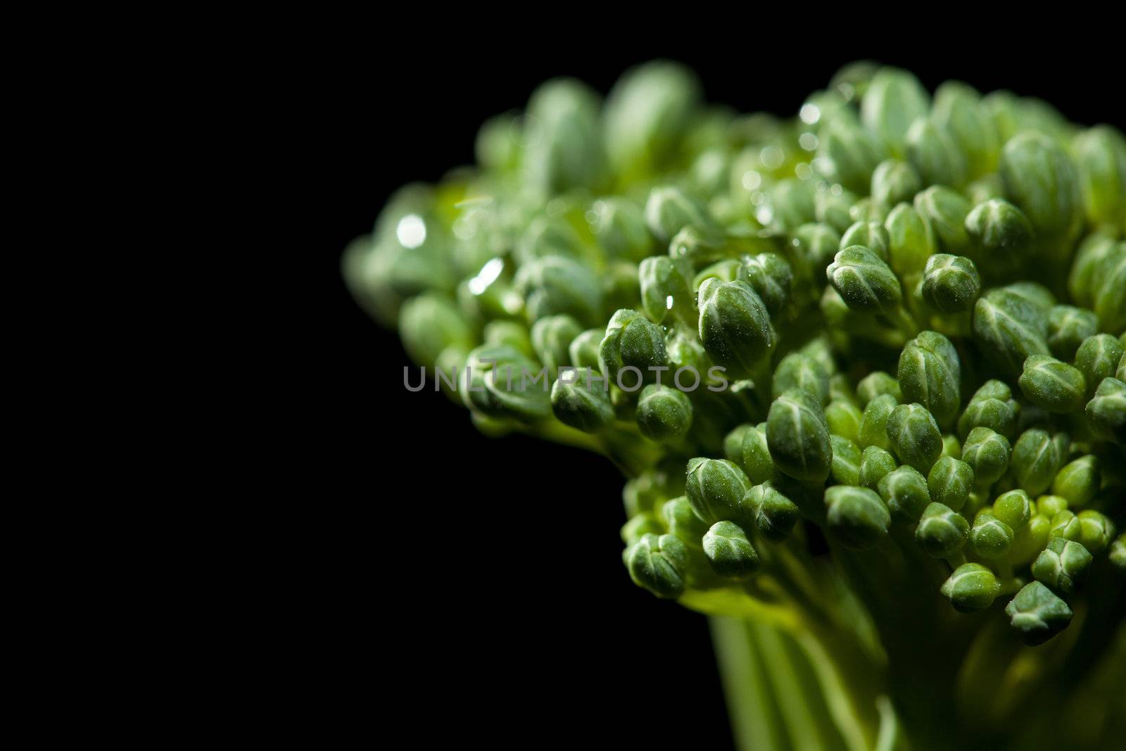 A small form of broccoli, called bimi on dark background
