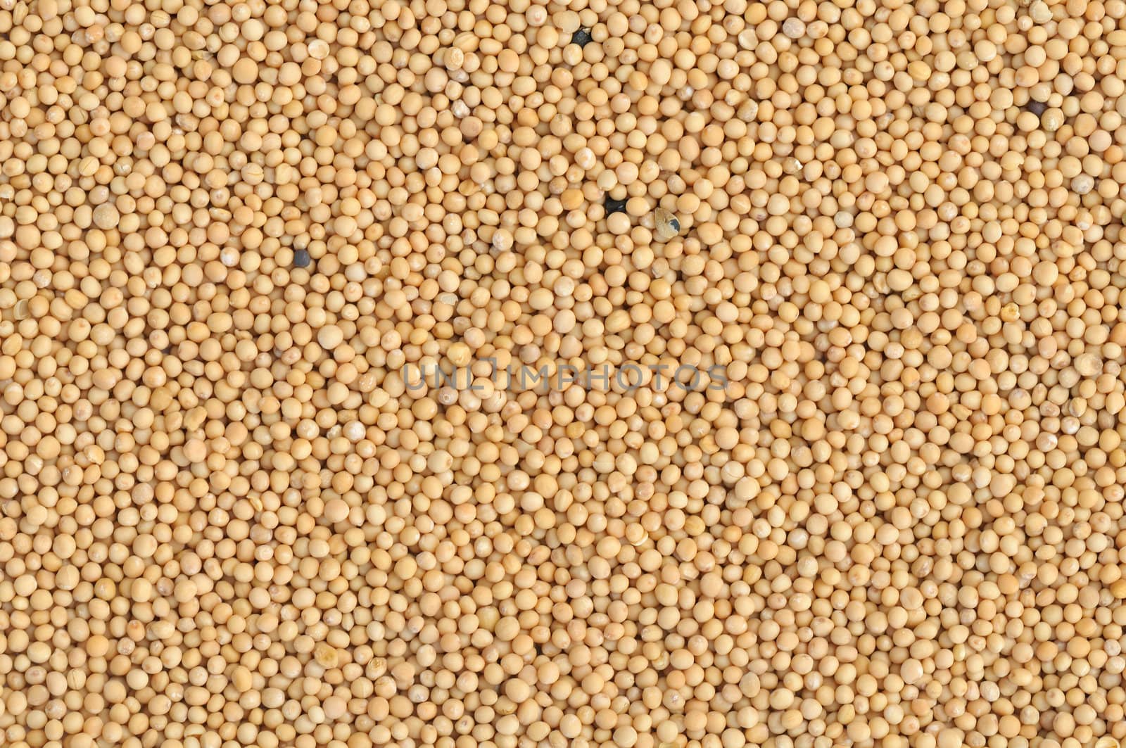 Top view of mustard seeds in natural light