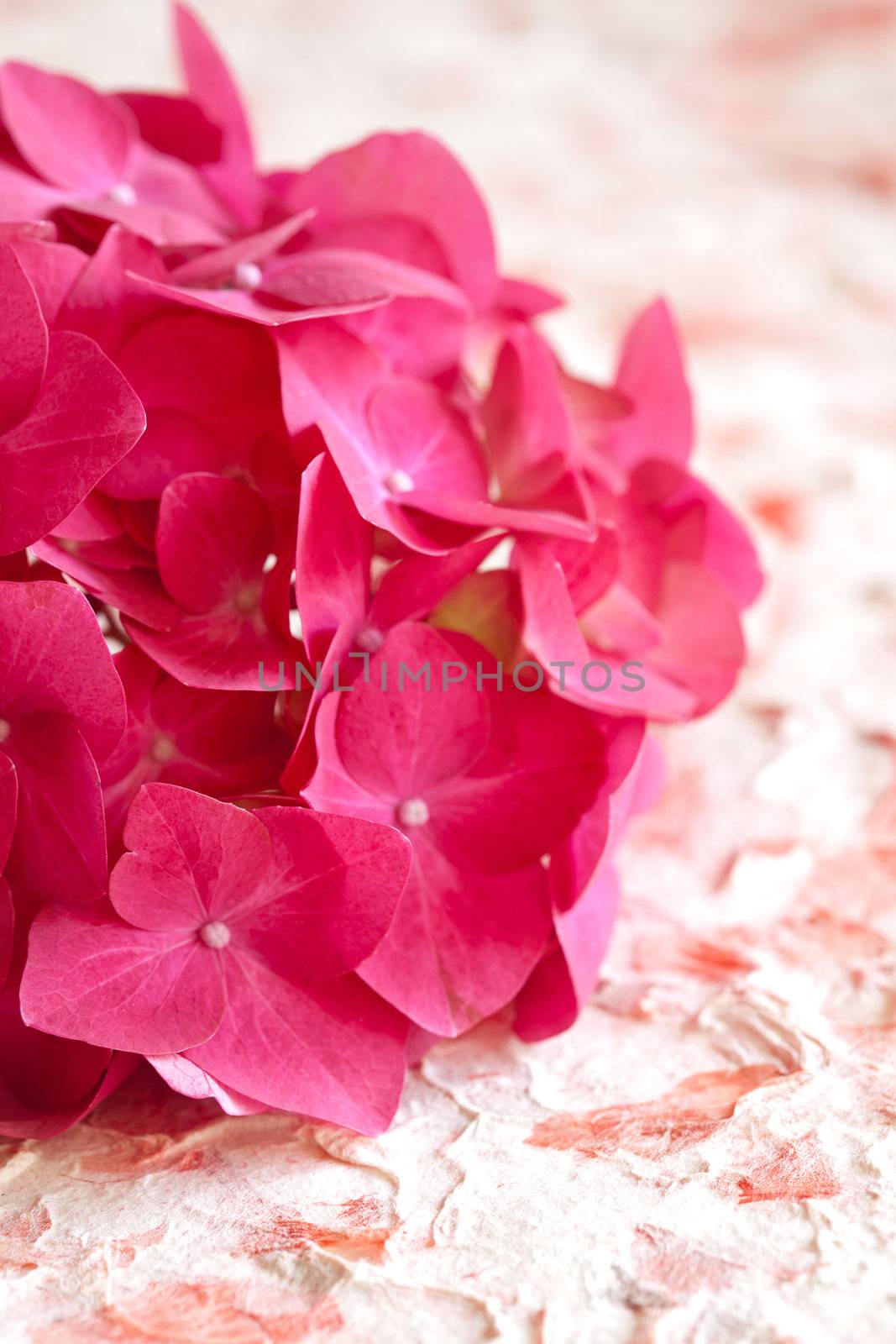 Pretty pink hydrangea flower in closeup