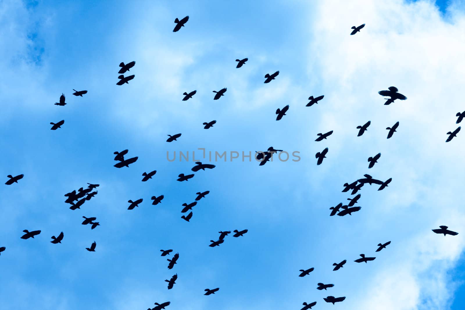 Crows by Gudella