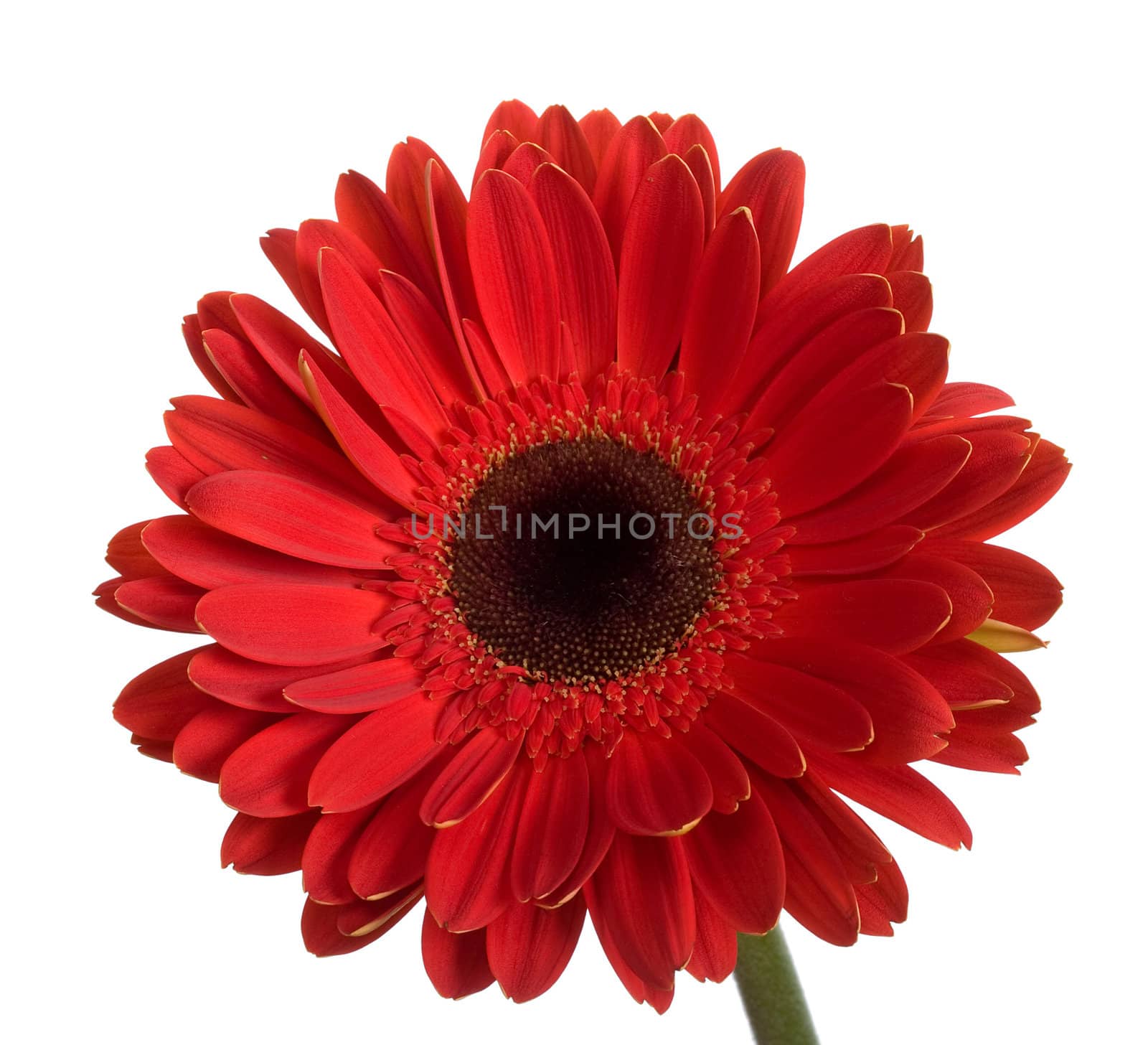 beautiful big red gerbera flower, isolated on white