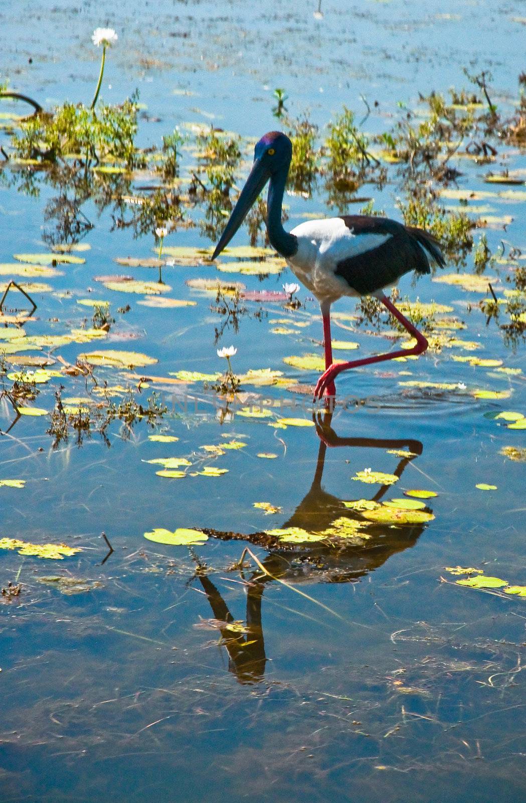 birds at Kakadu National Park, australia