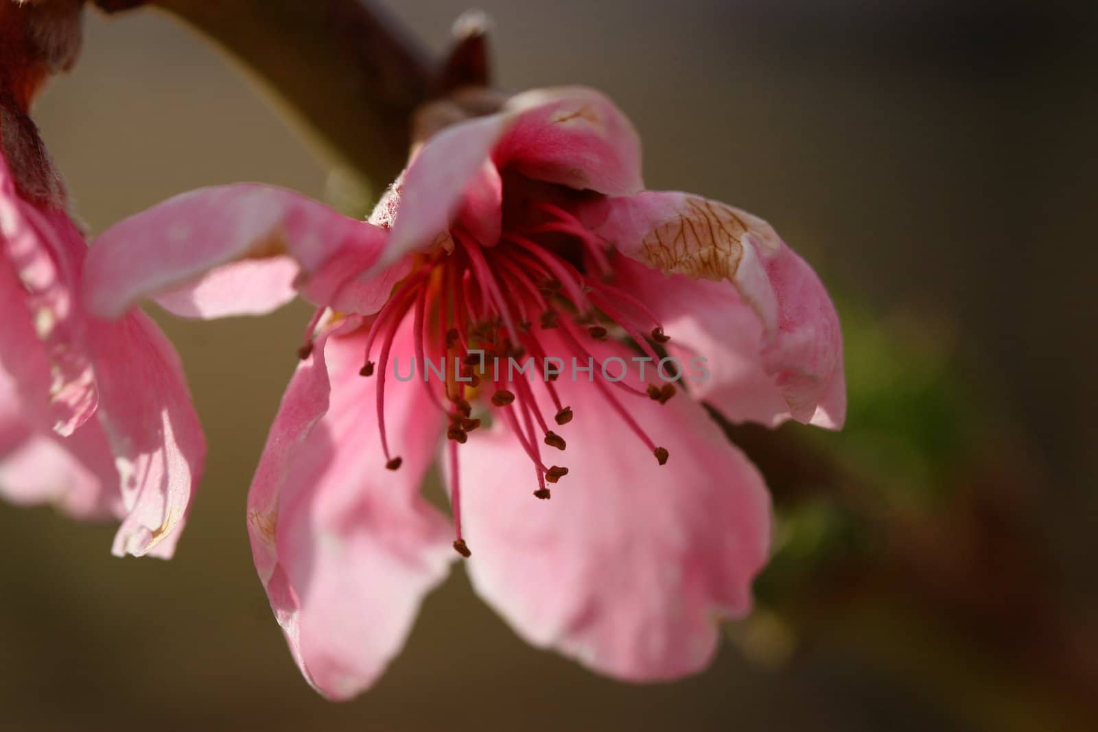 Beautiful pink peach blossom glows in the late evening sunshine.