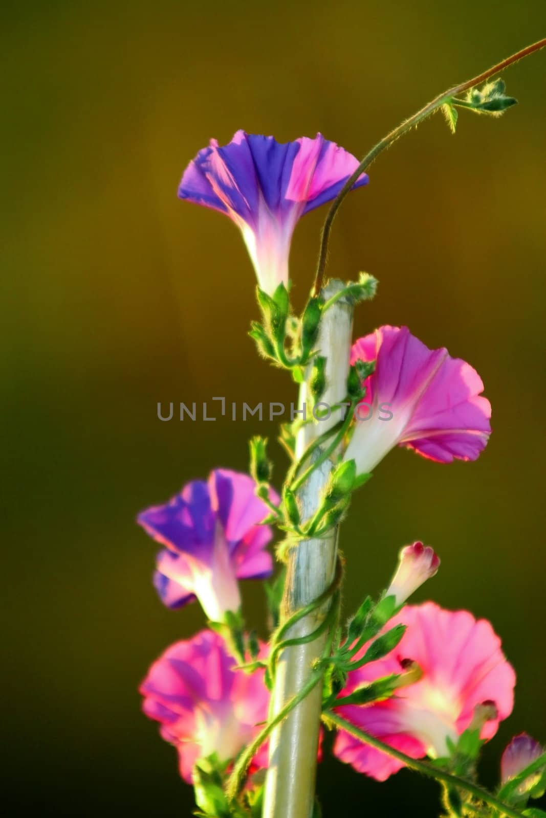 Morning Glory vines climbing a pole in the sunshine