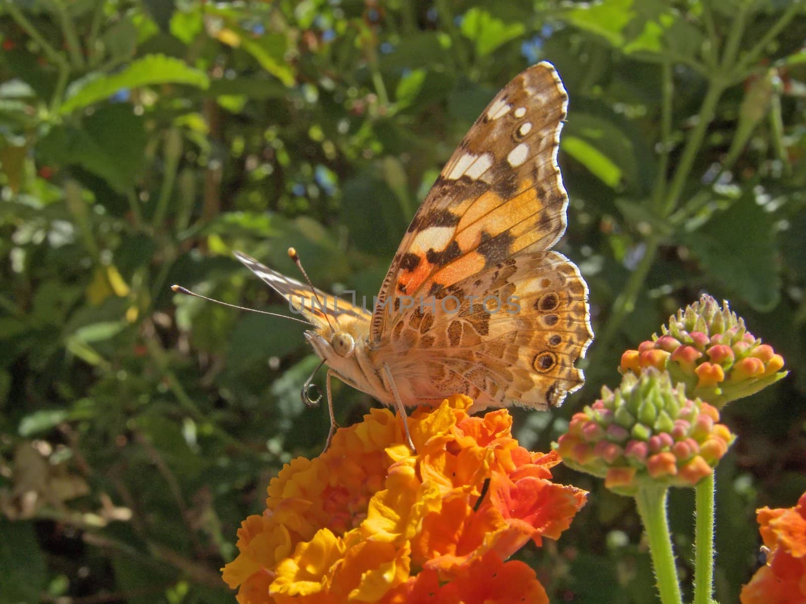Vanessa cardui or cynthia cardui or painted lady butterfly