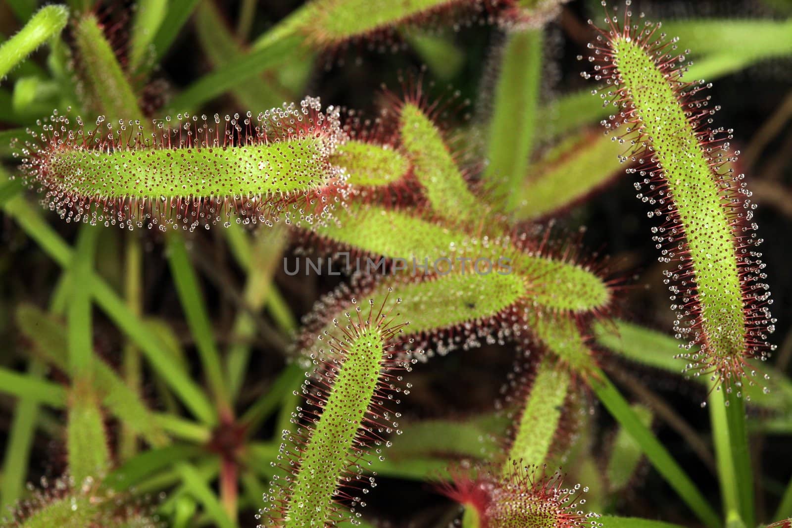 Venus Flytrap in Nature With Sticky Sap on Tips to Catch Insects