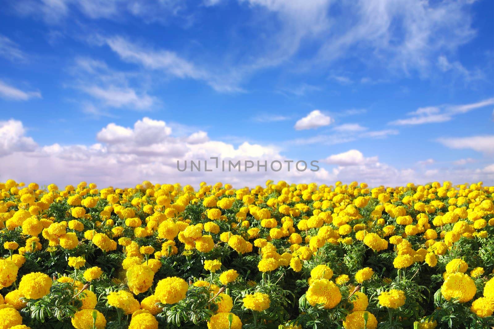 Bright Happy Field of Marigold Flowers With a Blue Cloudy Sky