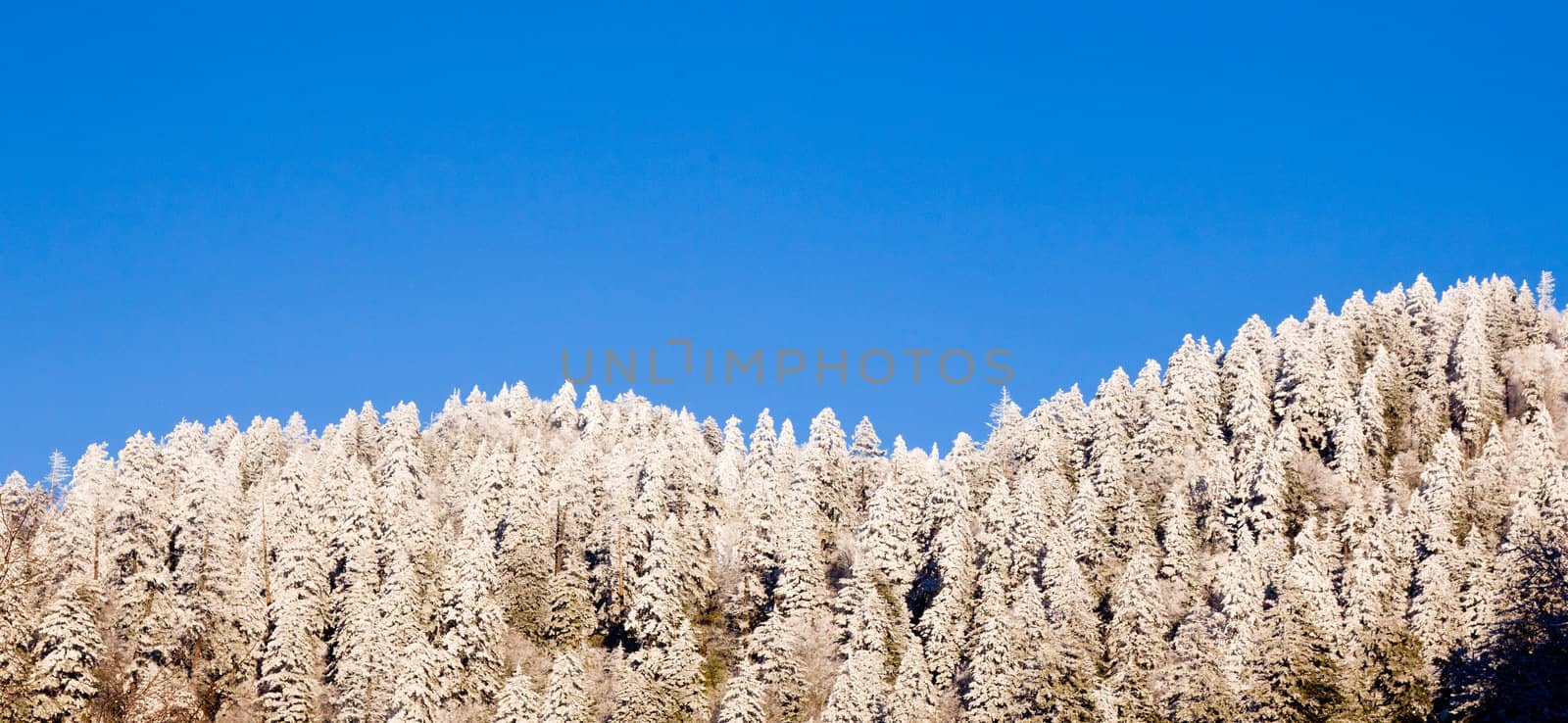 Famous Smoky Mountain view of pine or fir trees covered in snow in early spring