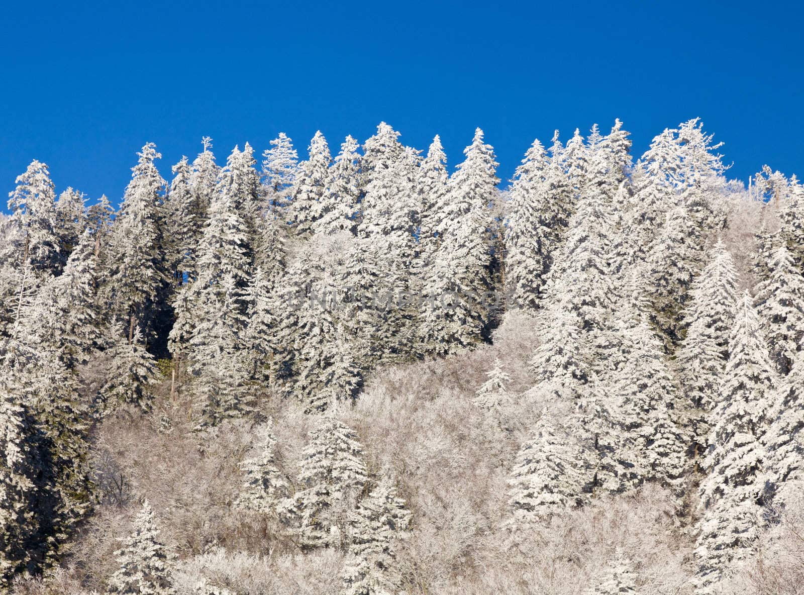 Pine trees covered in snow on skyline by steheap