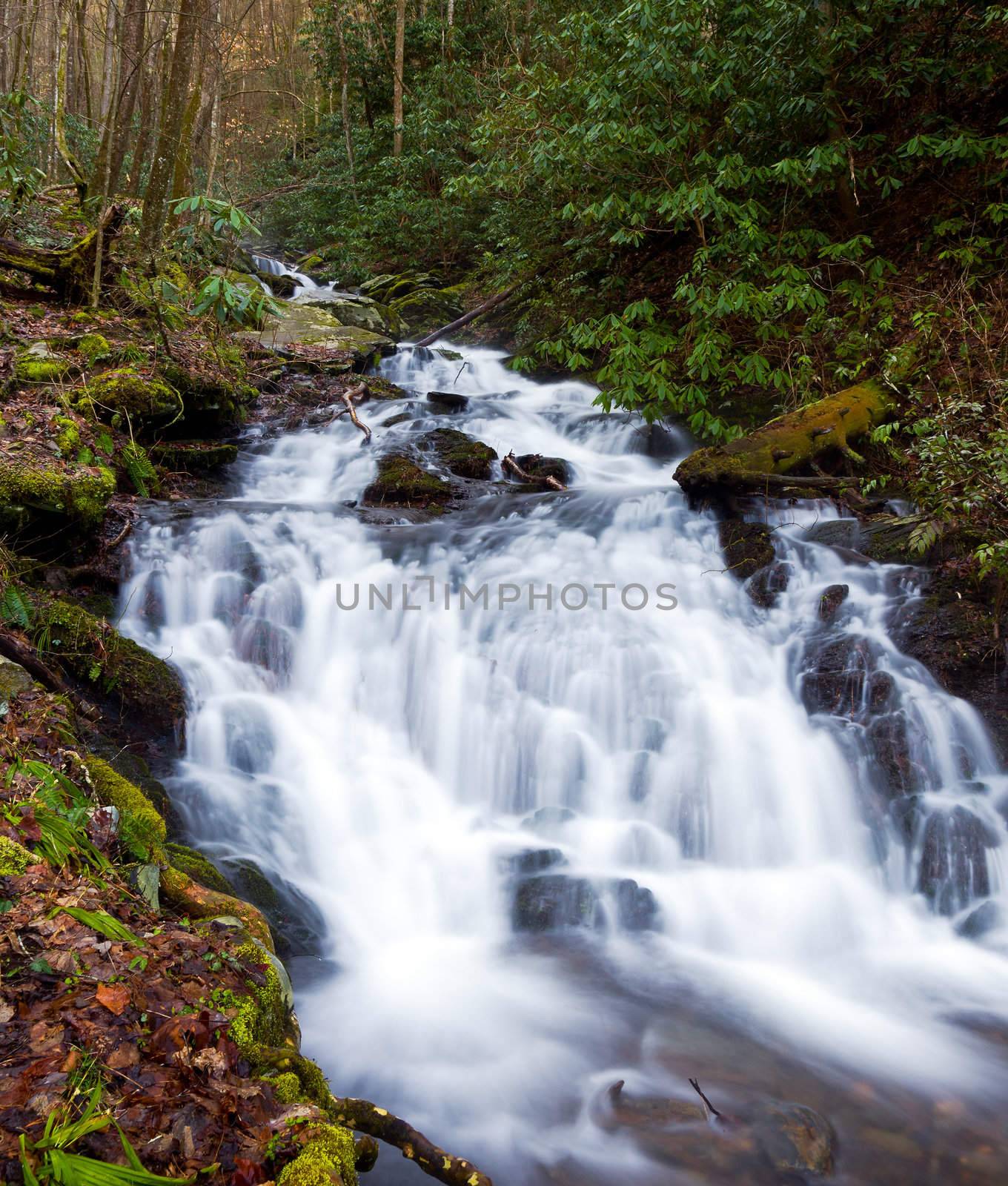 Raging stream in spring in Smokies by steheap