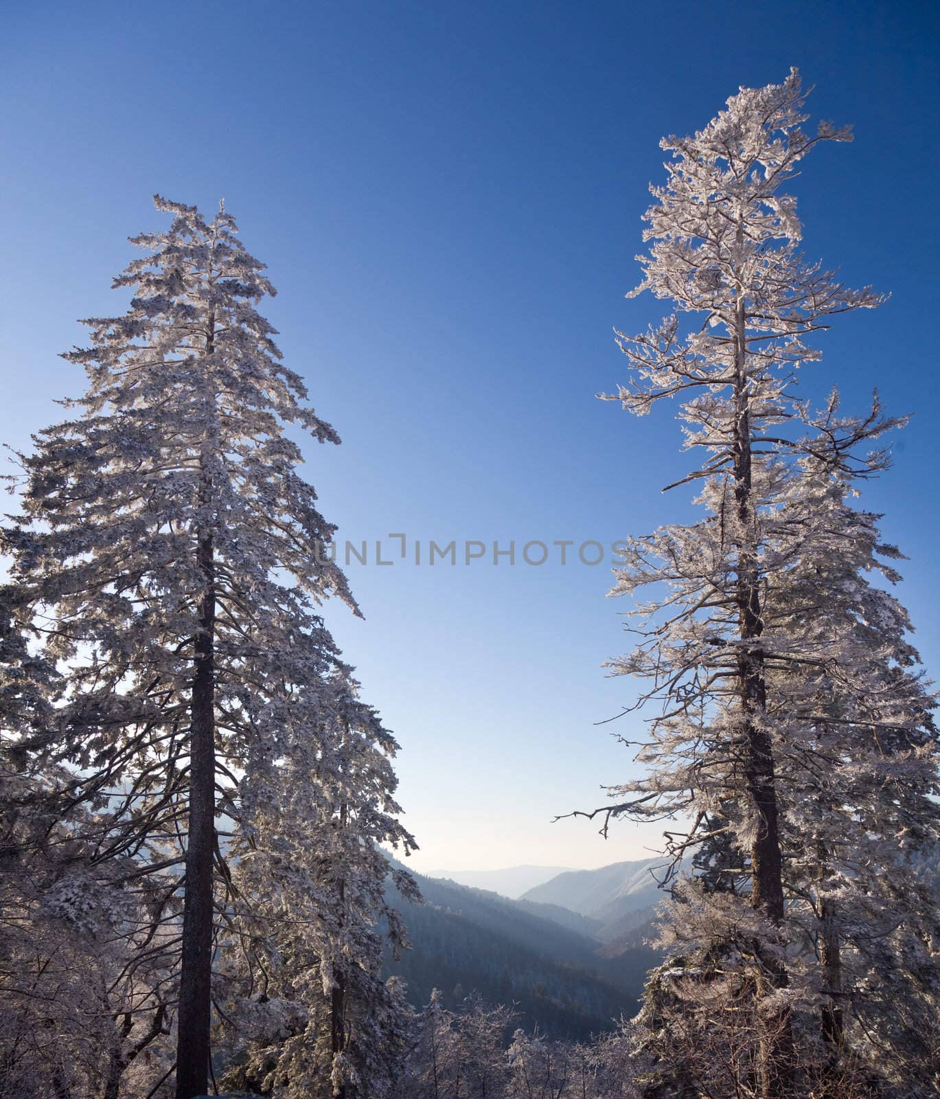Pine trees covered in snow on skyline by steheap