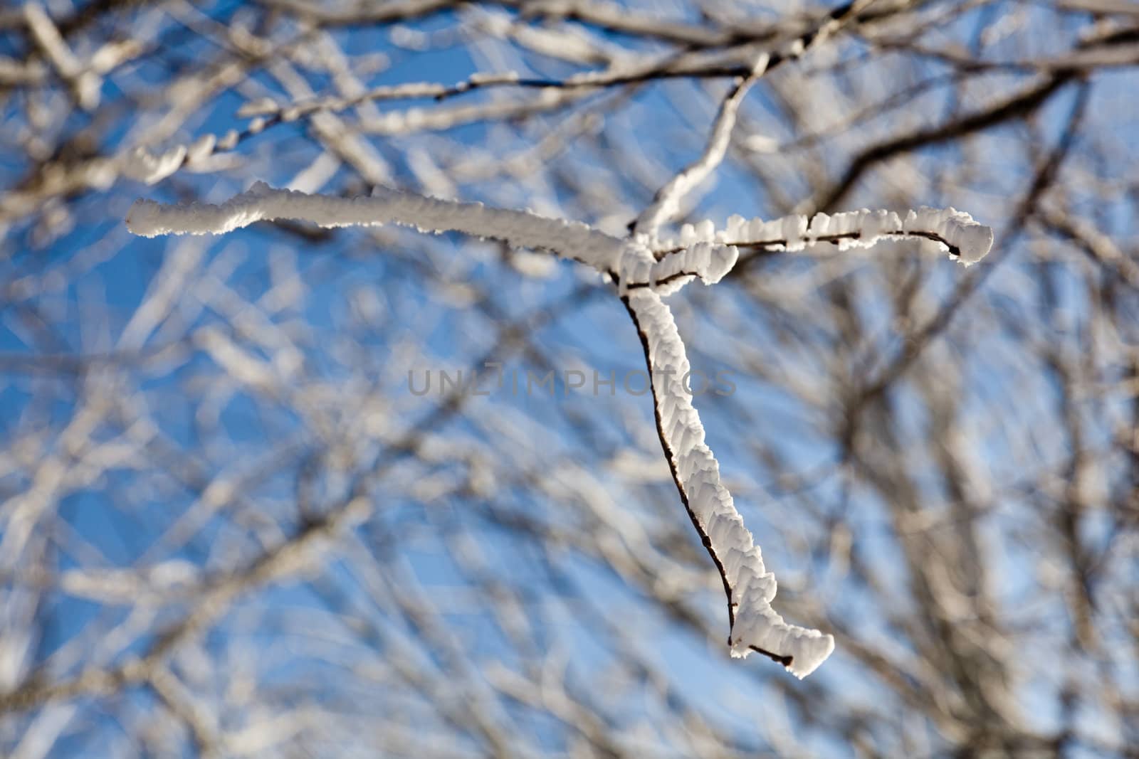 Bare trees covered in snow on skyline by steheap