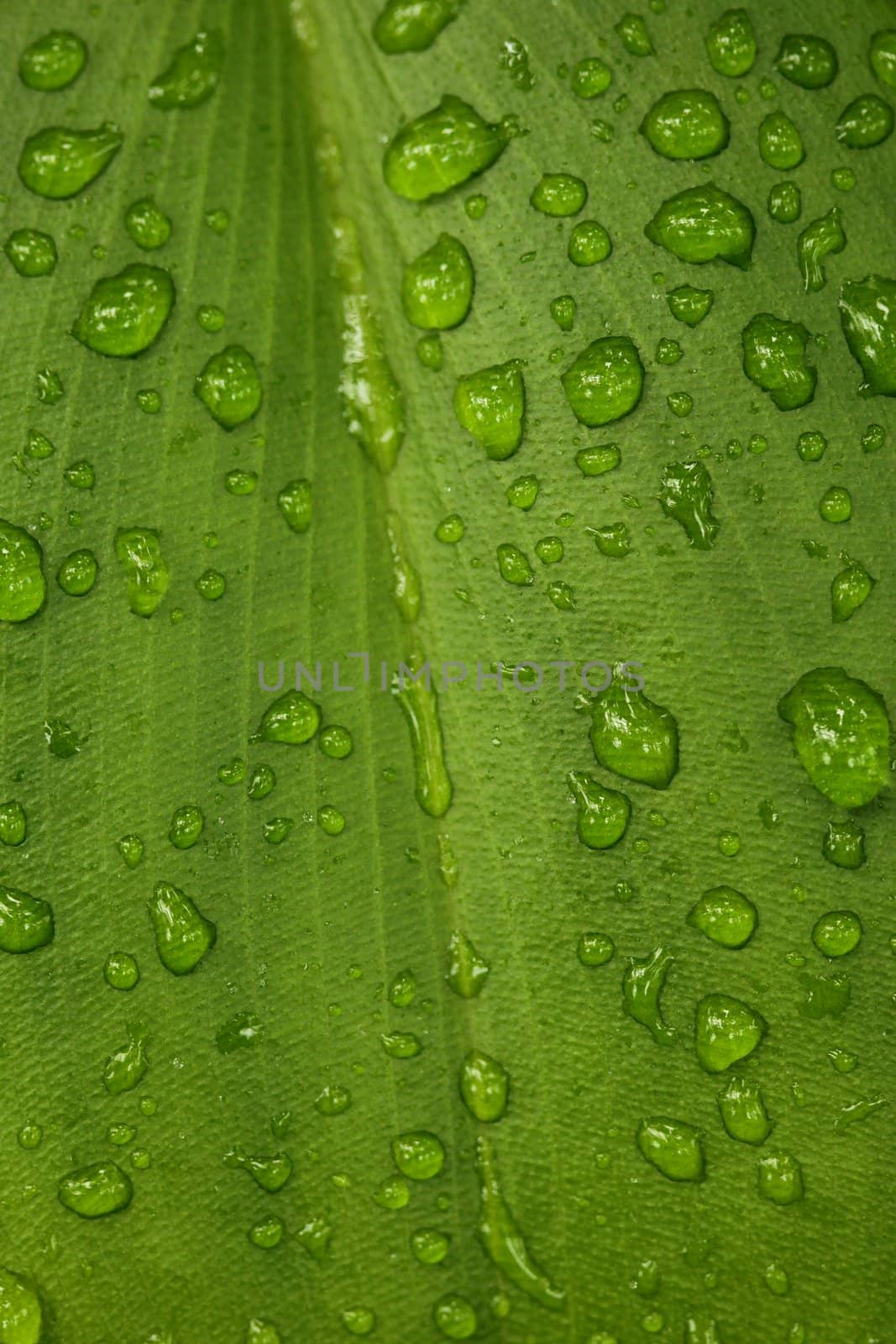 Green Leaf With Water Drop Texture by tobkatrina