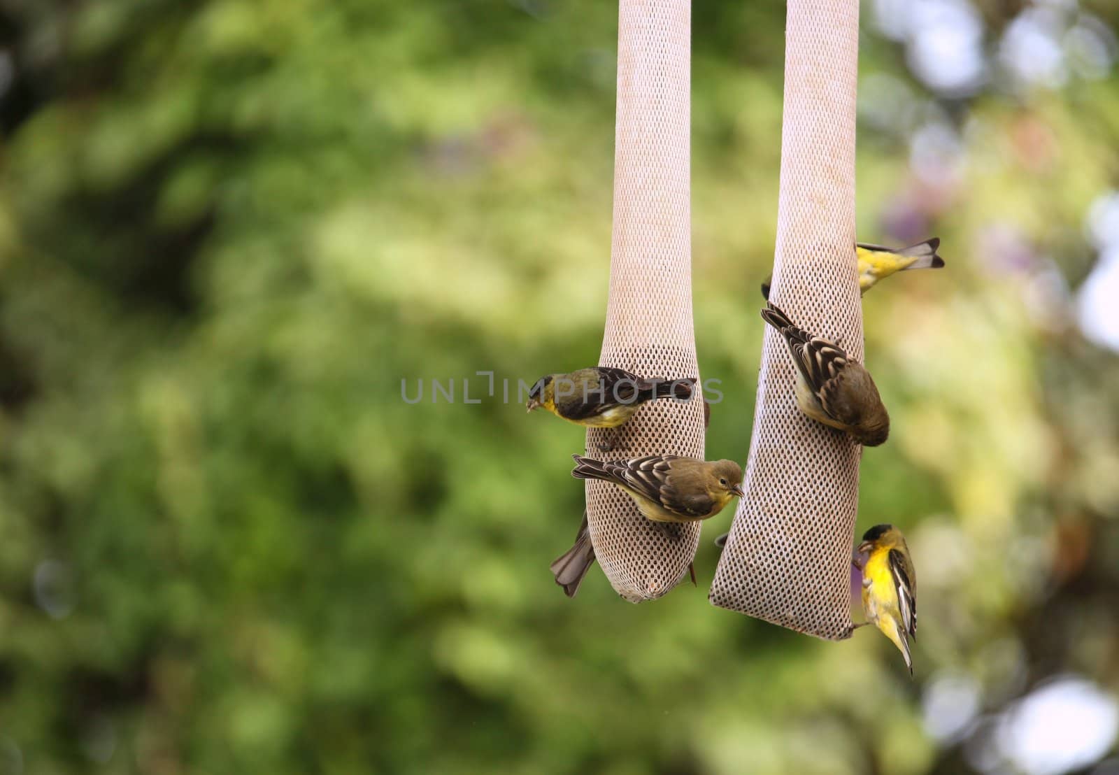 Yellow Finches Eating Outdoors From a Hanging Seed Holder by tobkatrina