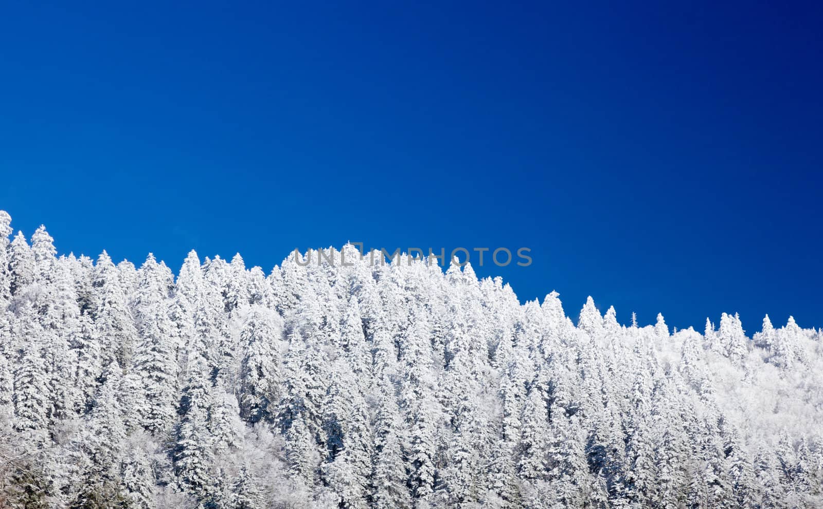 Famous Smoky Mountain view of pine or fir trees covered in snow in early spring