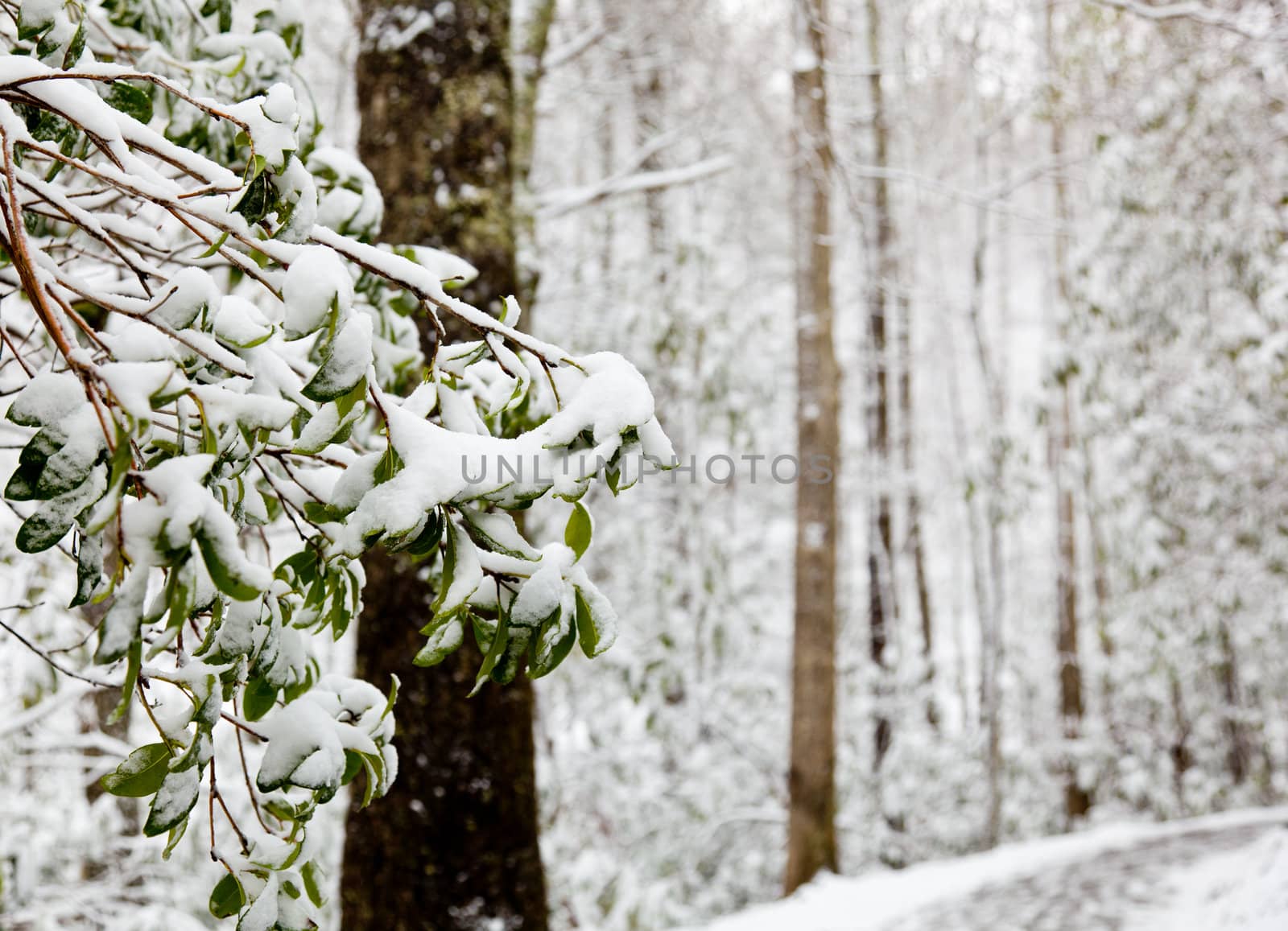 Snow covers green rhododendren leaves in winter in forest