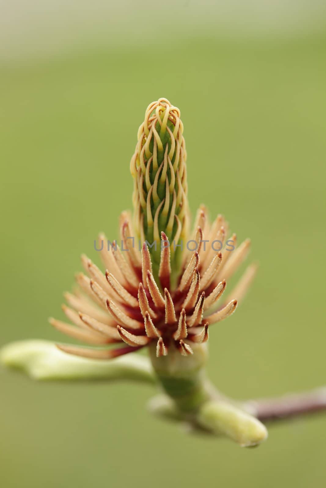 Magnolia Flower That Lost All Petals Leaving Stem Exposed