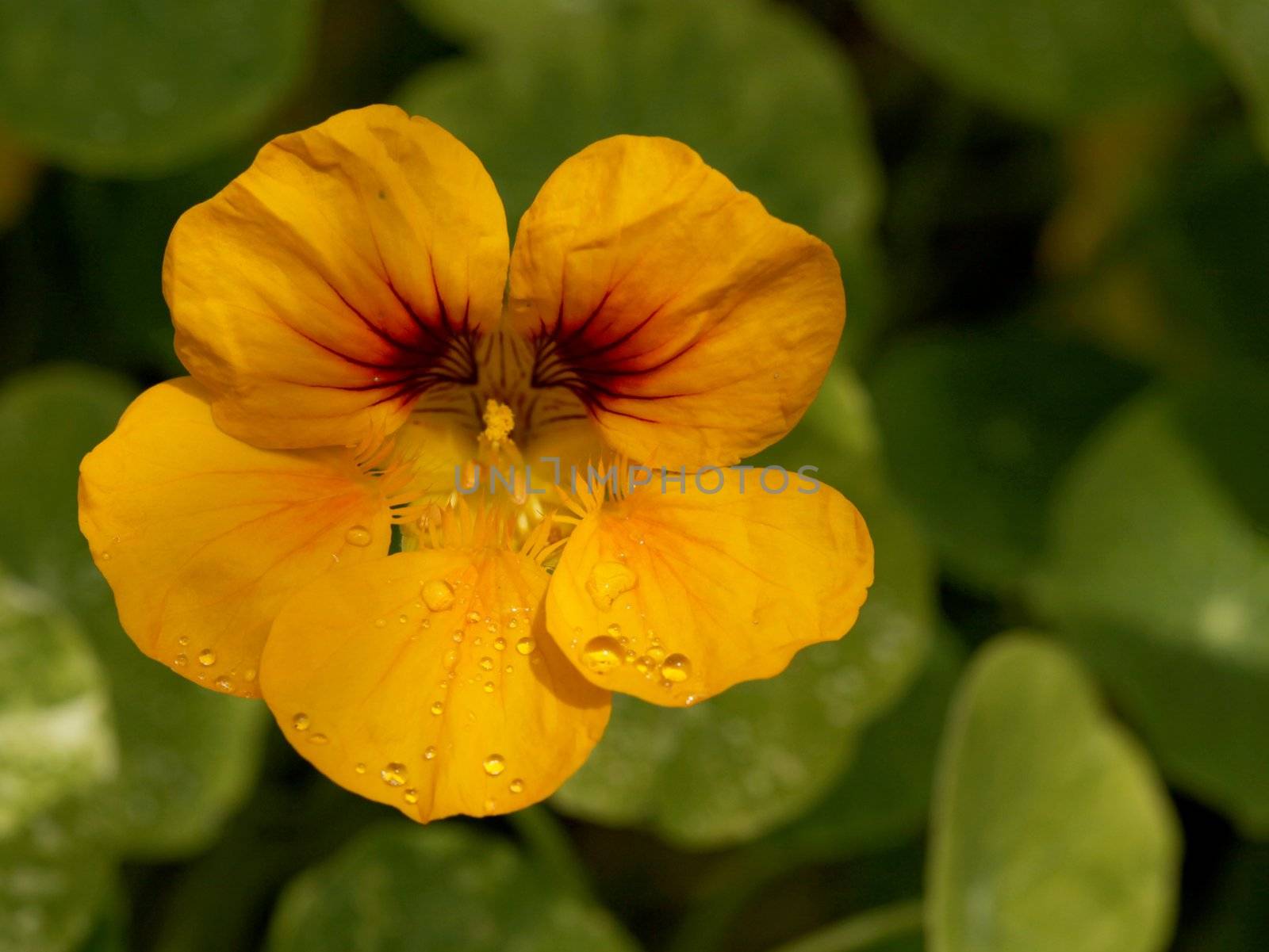 Orange Petunia With Water Drops in the Sun by tobkatrina